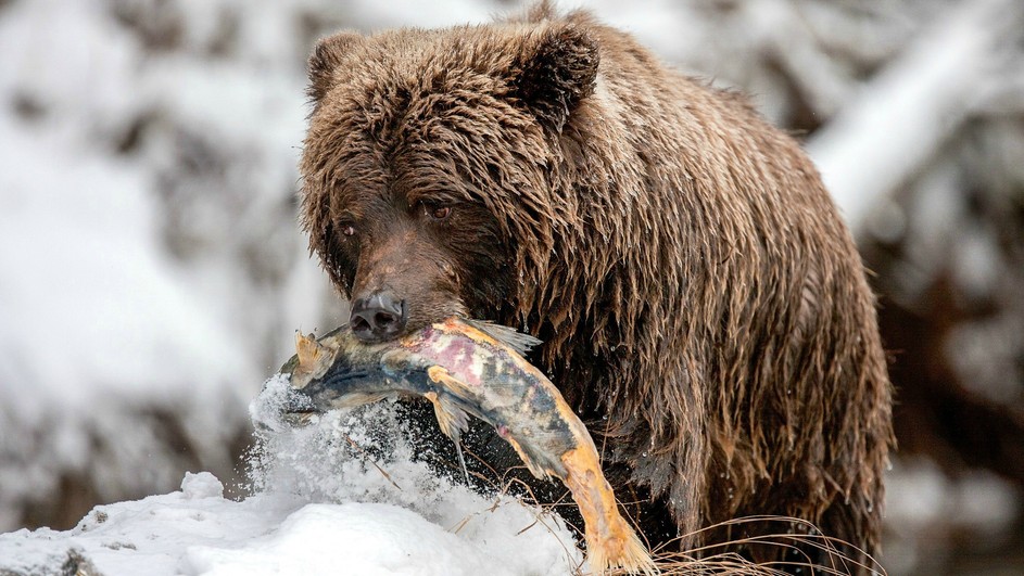 A brown bear from Terra Mater Factual Studios stands on a snowy landscape, gripping a large fish in its jaws. Its wet and tousled fur gleams under the winter sun as it gazes downward in focus. Snow blankets the ground and surrounding area, reminiscent of scenes admired at MIPCOM 2015 in Cannes.