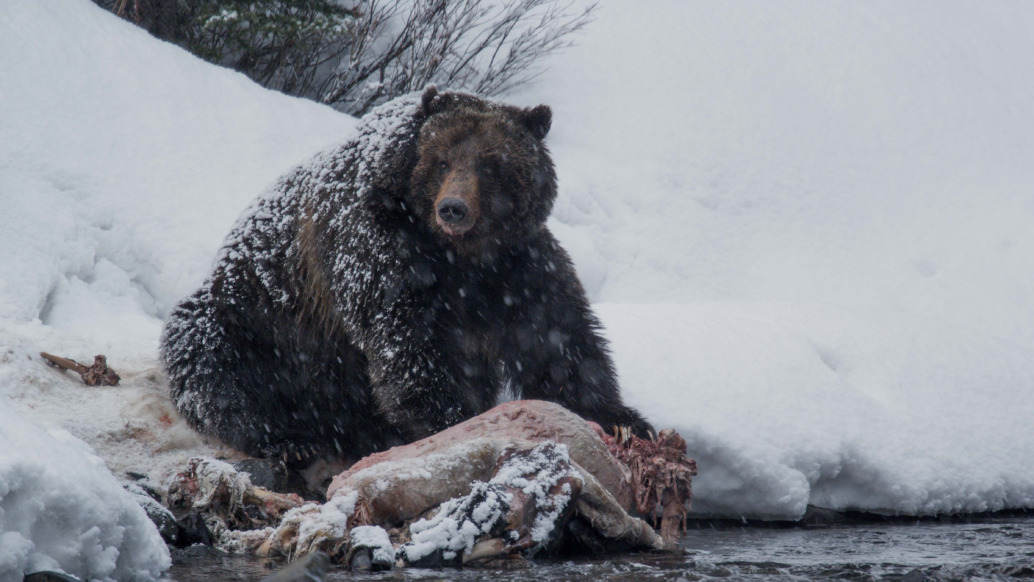 A large brown bear, like a newsworthy scene from the 2016 Emmy Awards, sits in a snowy landscape, feasting on an animal carcass by a river. Snow covers the bear's fur and the surrounding area, creating a wintery scene worthy of documentary acclaim.