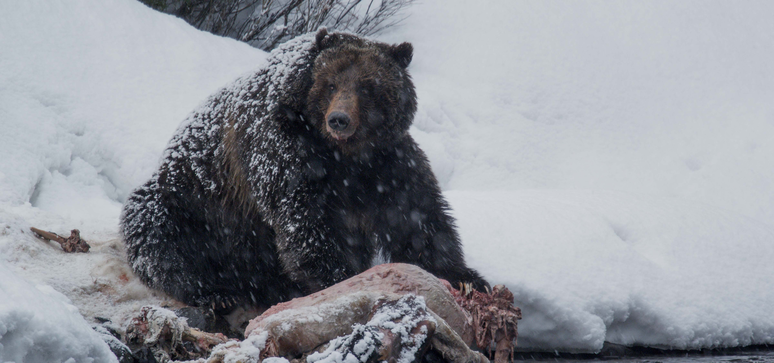 A large brown bear, like a newsworthy scene from the 2016 Emmy Awards, sits in a snowy landscape, feasting on an animal carcass by a river. Snow covers the bear's fur and the surrounding area, creating a wintery scene worthy of documentary acclaim.