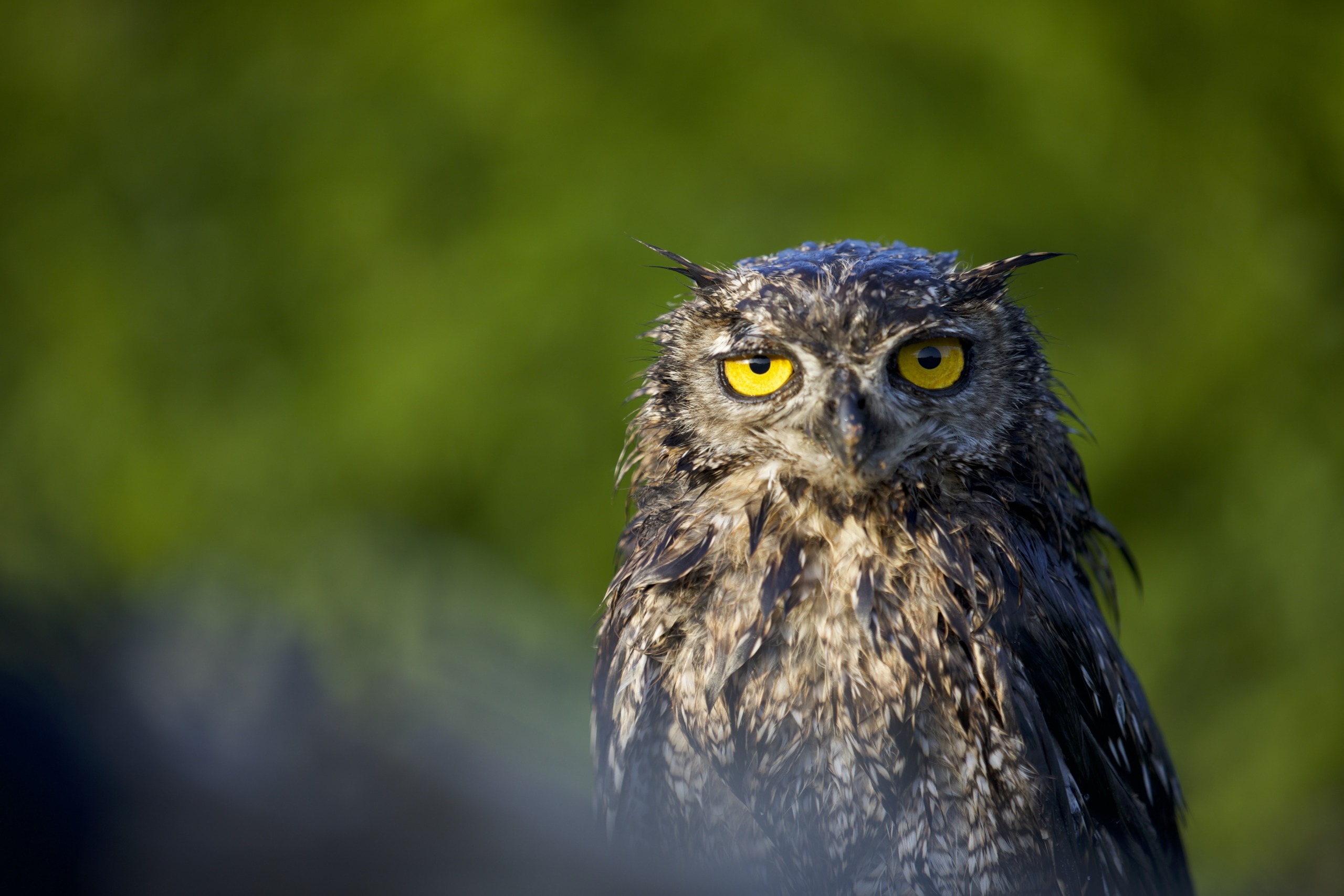 A wet owl with yellow eyes stands against a blurred green backdrop, embodying the fierce grace of raptors. Its feathers appear damp, likely after rain or a swim, as it gazes intently forward.