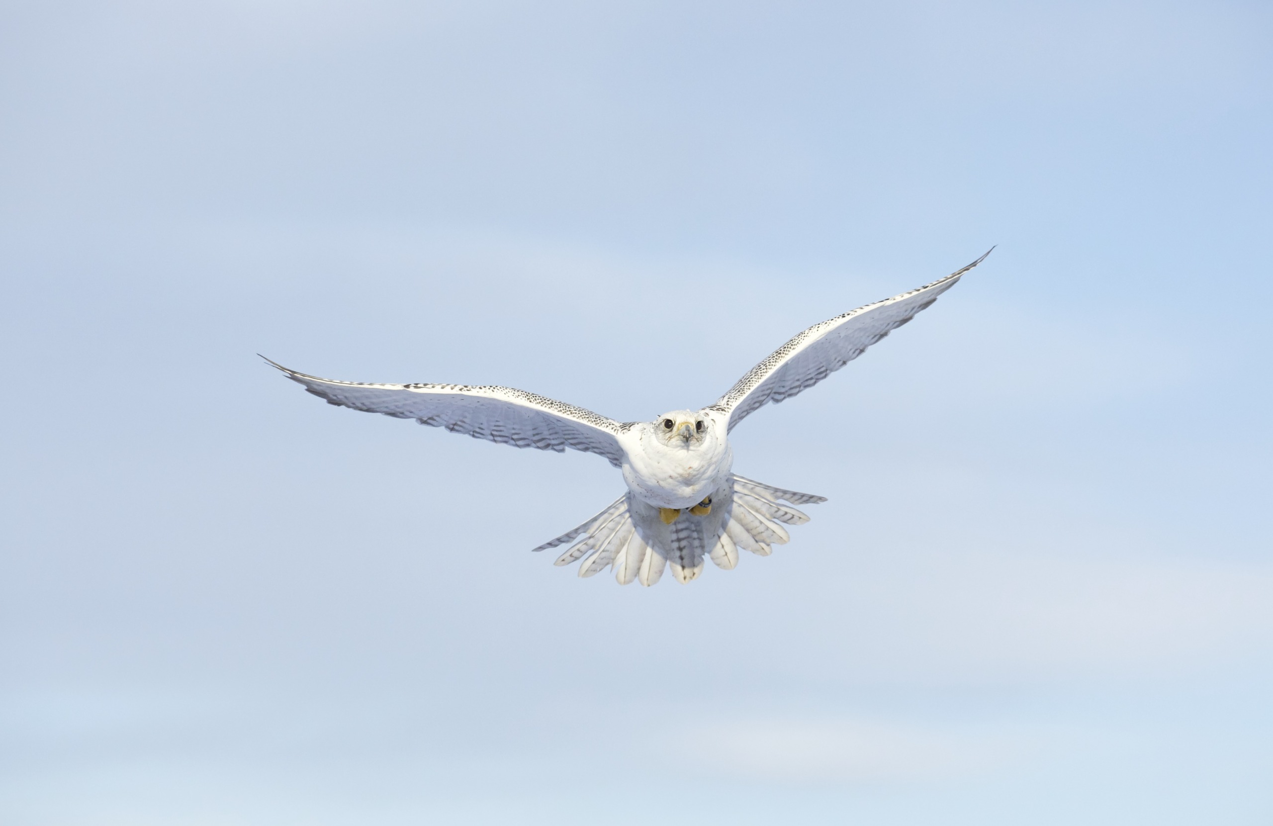 A gyrfalcon, one of the majestic raptors, with white and gray plumage soars in the sky with wings fully spread, against a backdrop of a clear, pale blue sky.