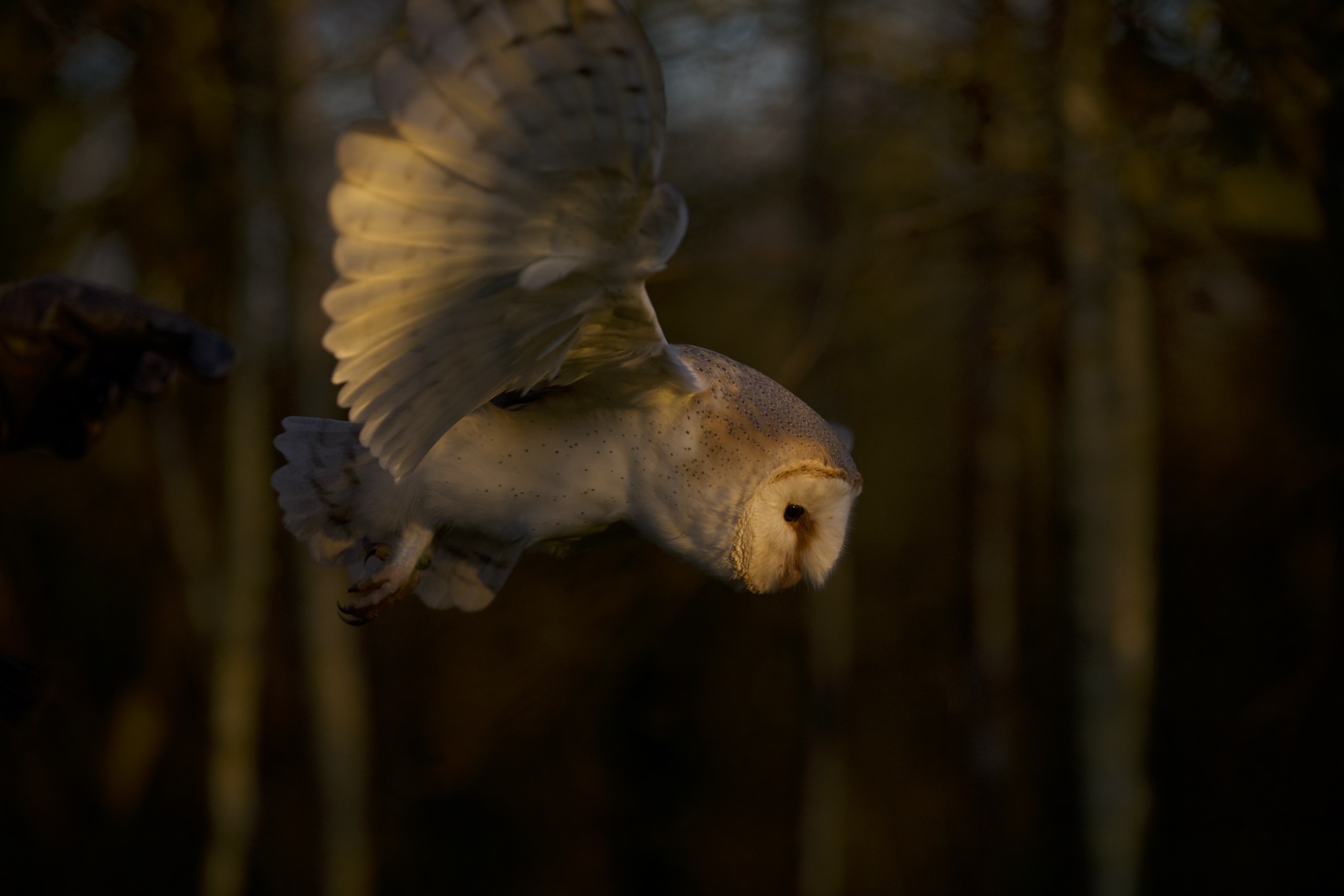 A barn owl, one of nature's stealthy raptors, gracefully flies through a dimly lit forest. Its wings are outstretched, its body capturing soft, golden light against the dark, blurred background.