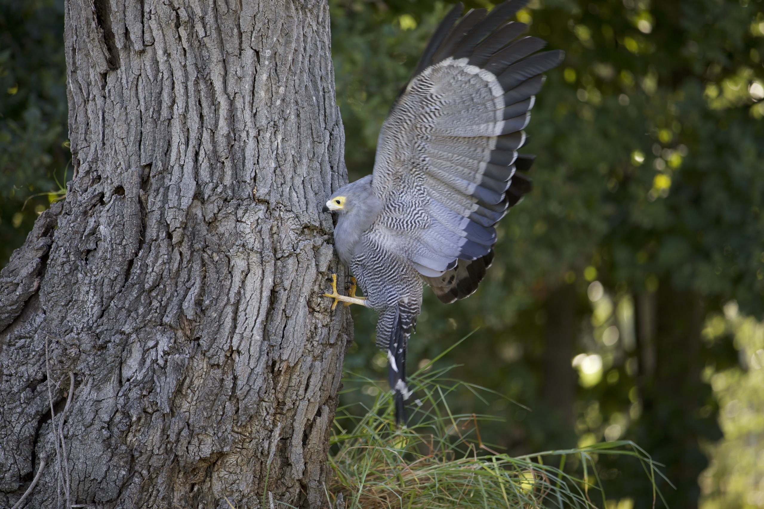 A large gray raptor with outstretched wings lands on the trunk of a tree in a forested area. The bird's sharp talons grip the bark, and its feathers display intricate patterns of gray and black.