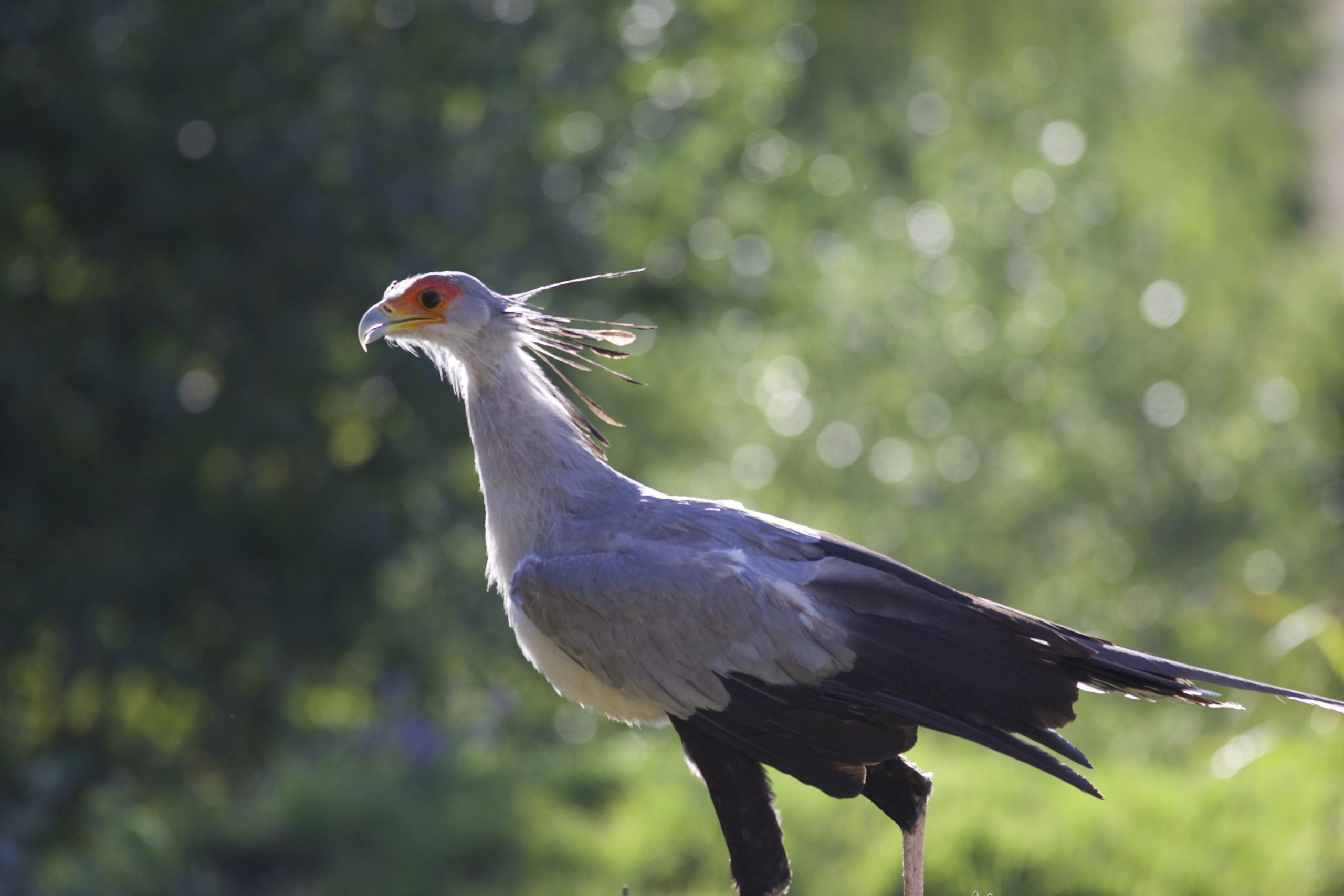 A secretary bird, one of the most unique raptors, with a striking orange face and long black crest feathers stands in profile against a blurred green background. Its gray body and black wings catch the sunlight, highlighting its distinctive features.