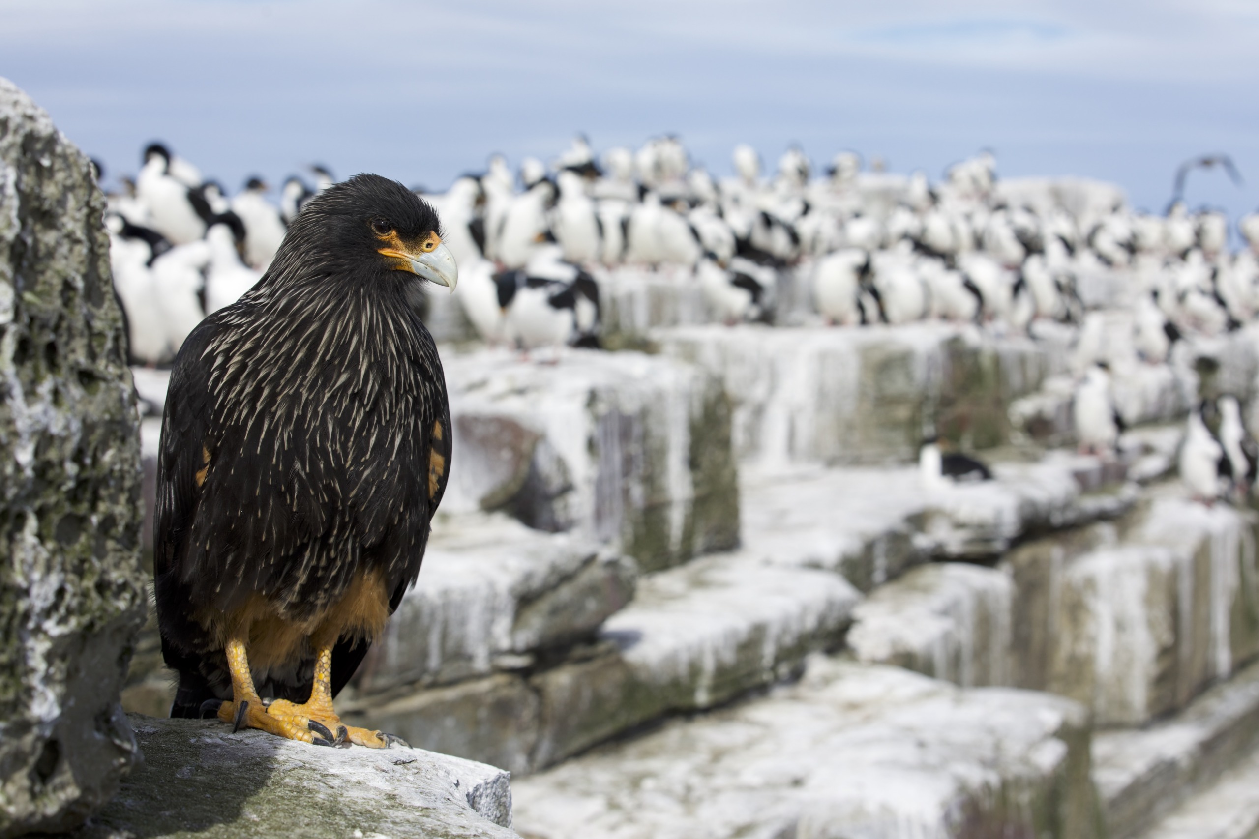 A striated caracara, a remarkable raptor, stands on rocky terrain, surrounded by a large colony of black and white seabirds. The background features numerous birds perched on rocks, with a slightly blurred sky overhead.