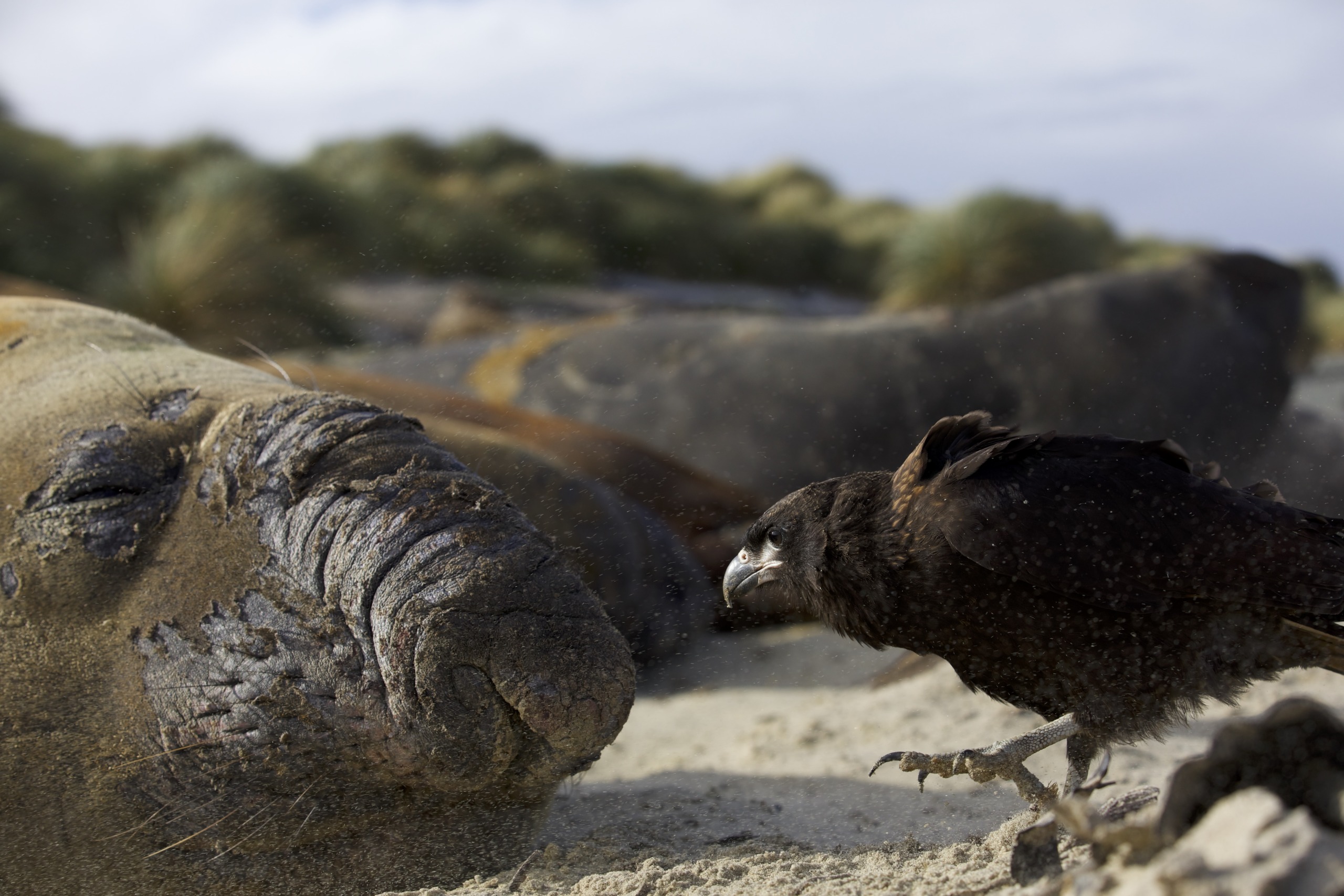 A dark-colored bird, possibly a raptor, stands on sandy ground, closely observing a resting sea lion. The background features blurred dunes and other sea lions. Dust particles dance in the air, hinting at subtle movement or wind.