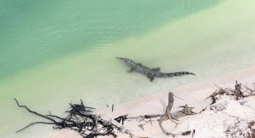 Realm of the Walking Forest – The Florida Keys