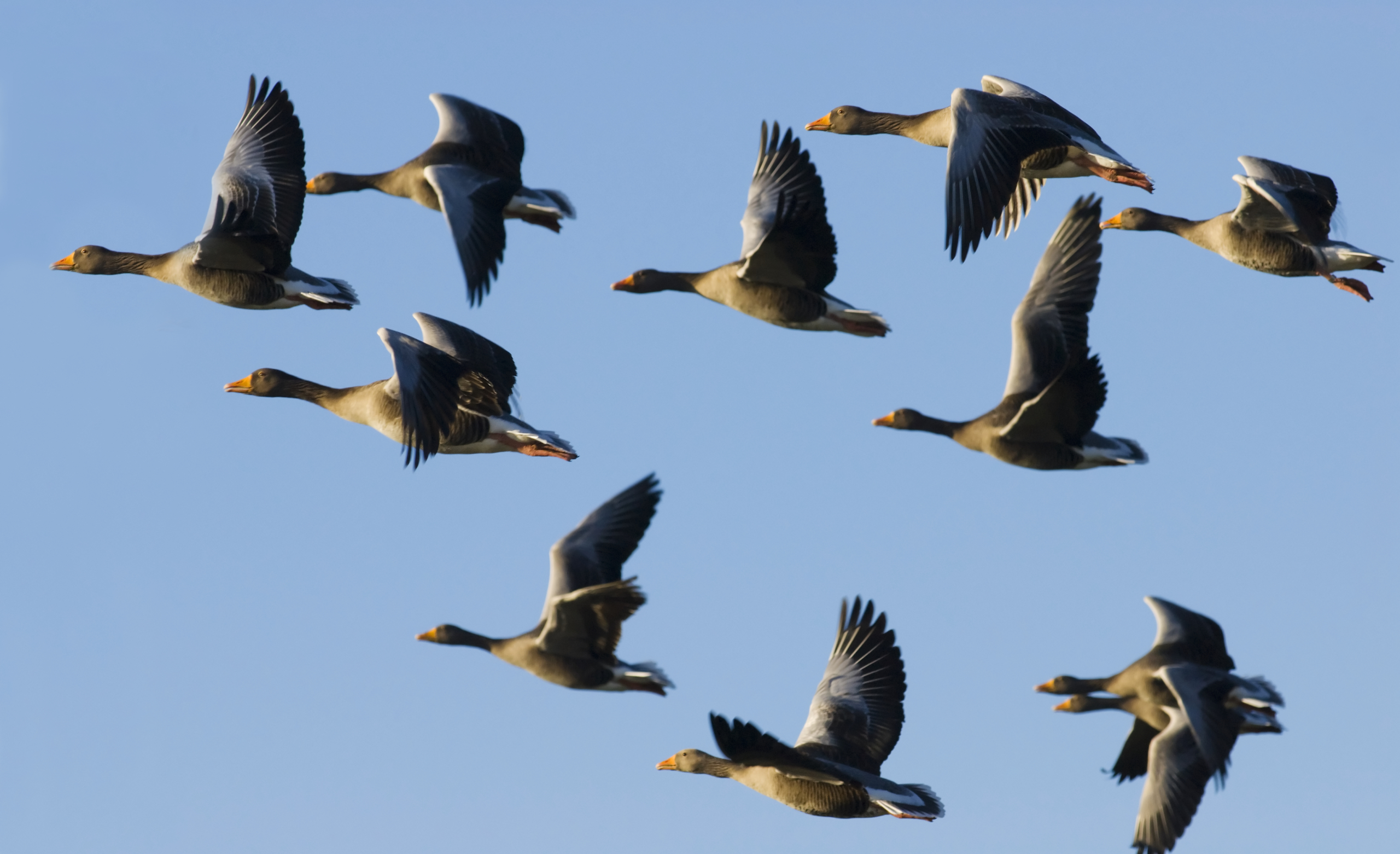 A flock of birds, with geese leading the way, soars across the clear blue sky. Their wings spread wide, showcasing gray and white plumage accented by bright orange beaks and feet.