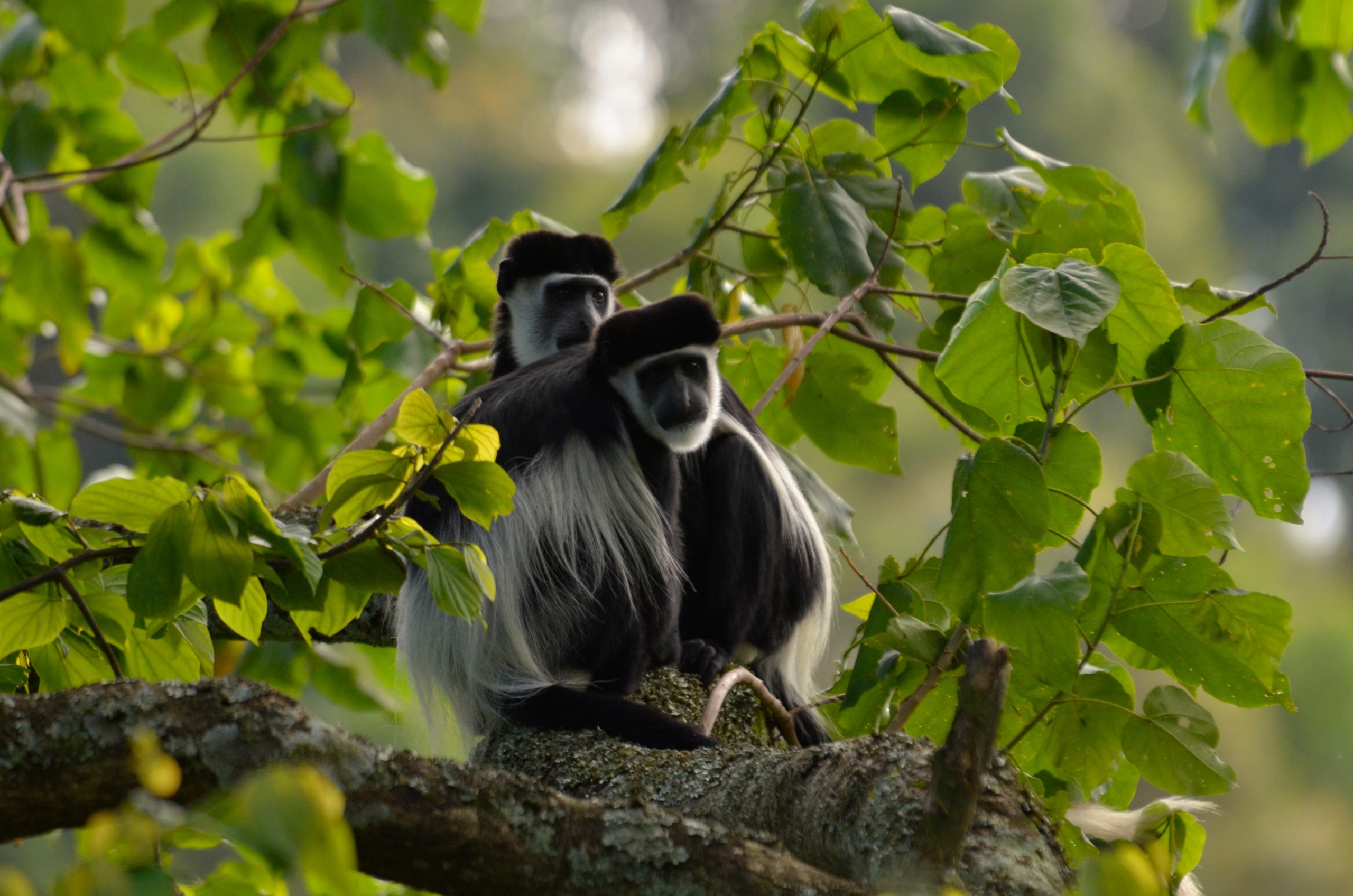 Two black-and-white colobus monkeys with long, fluffy tails sit closely together on a tree branch surrounded by lush green leaves. They appear to be resting or observing their surroundings in a forested area near the Nile, blending seamlessly into this serene landscape.