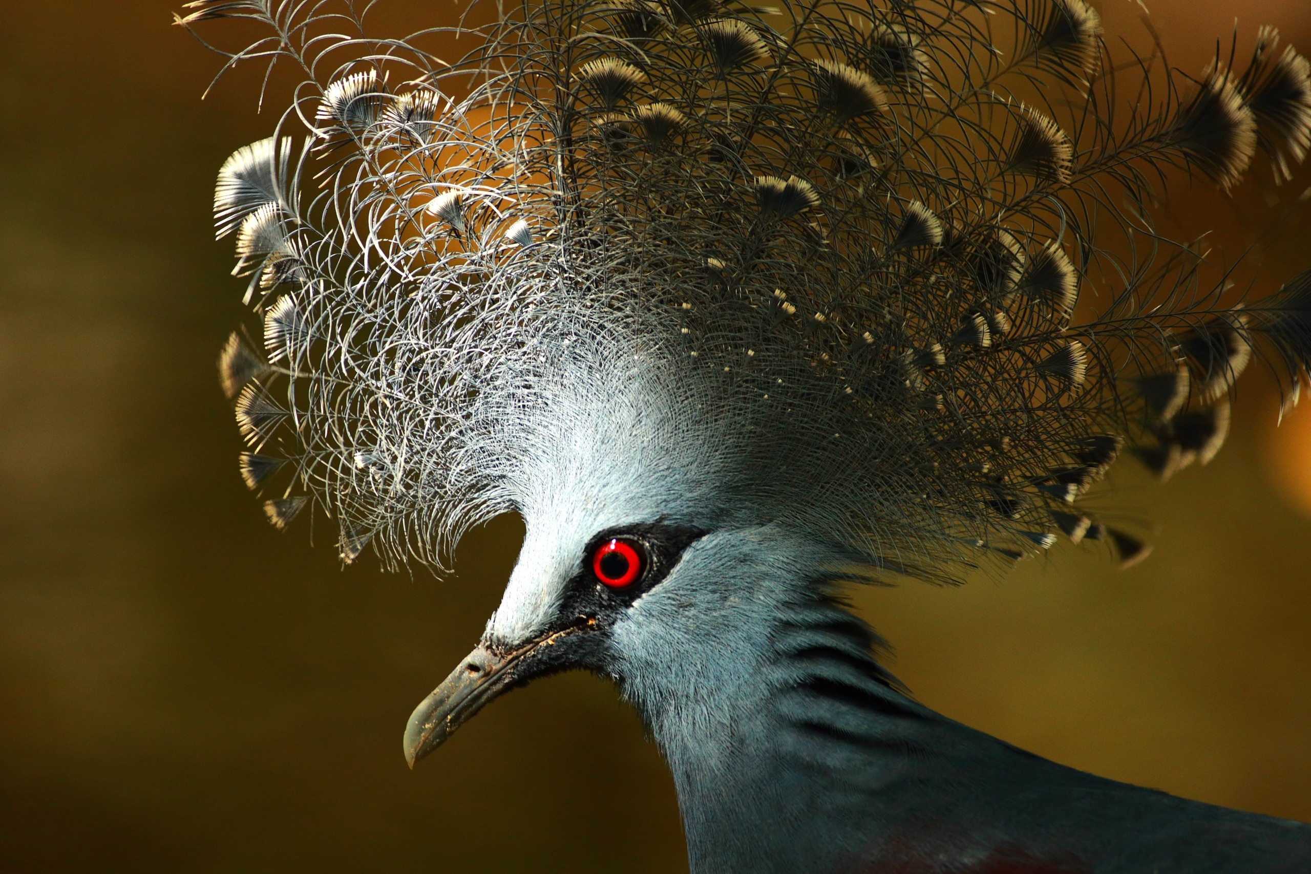 A close-up of a Victoria crowned pigeon, hailing from the islands, showcases its intricate blue-gray feathers. Its distinct crest is fanned out with delicate patterns, while a striking red eye and dark beak complete the portrait. The background is softly blurred.