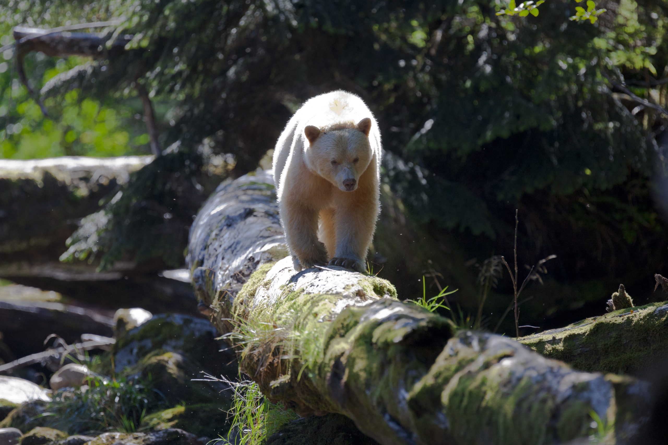 A light-colored bear, emblematic of Canada's wilderness, walks along a moss-covered log in the forest, surrounded by towering trees and dappled sunlight.