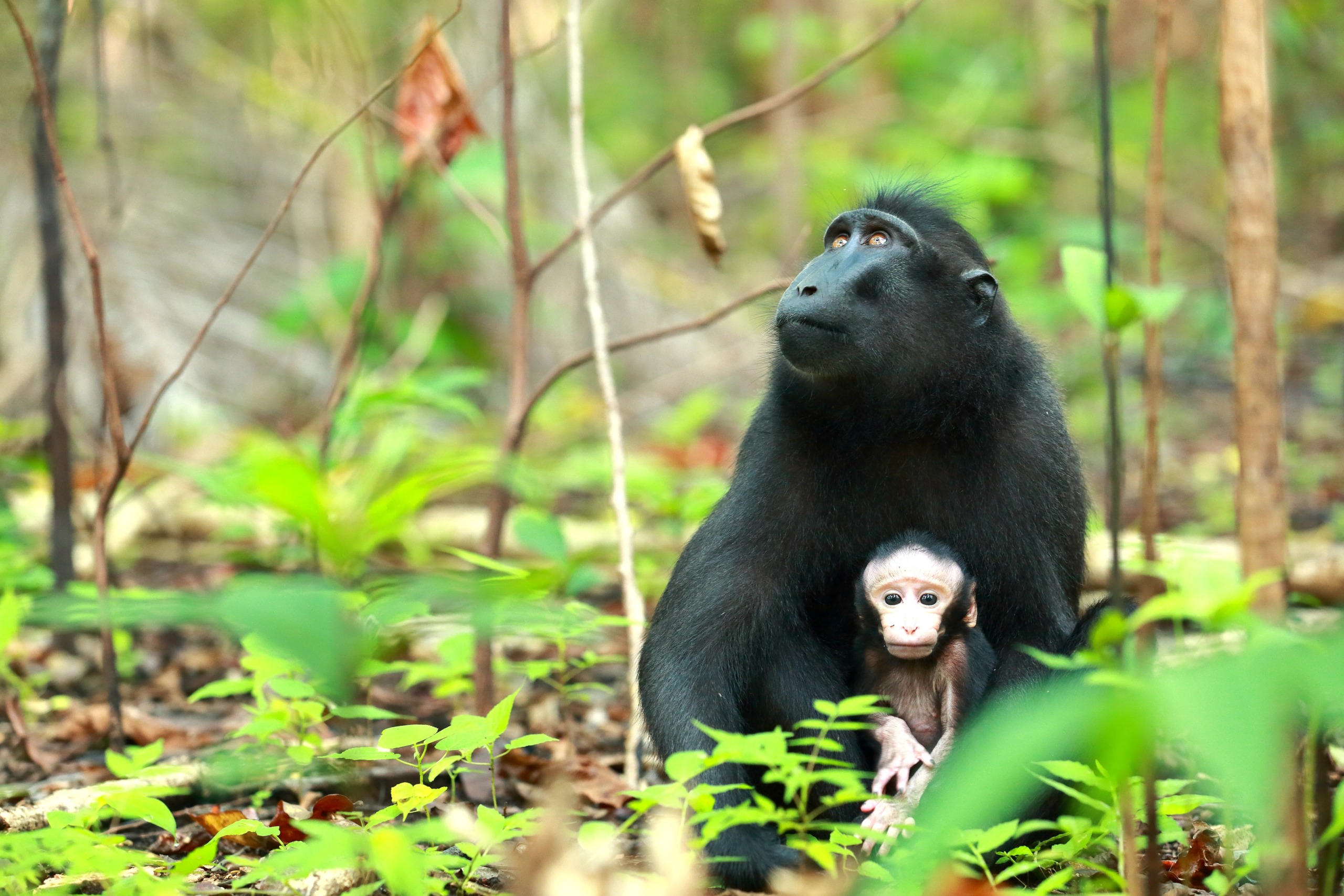 A black crested macaque sits in a lush forest on the islands, holding a baby macaque in its arms. The adult looks upward while the baby gazes forward, surrounded by green foliage and scattered branches.