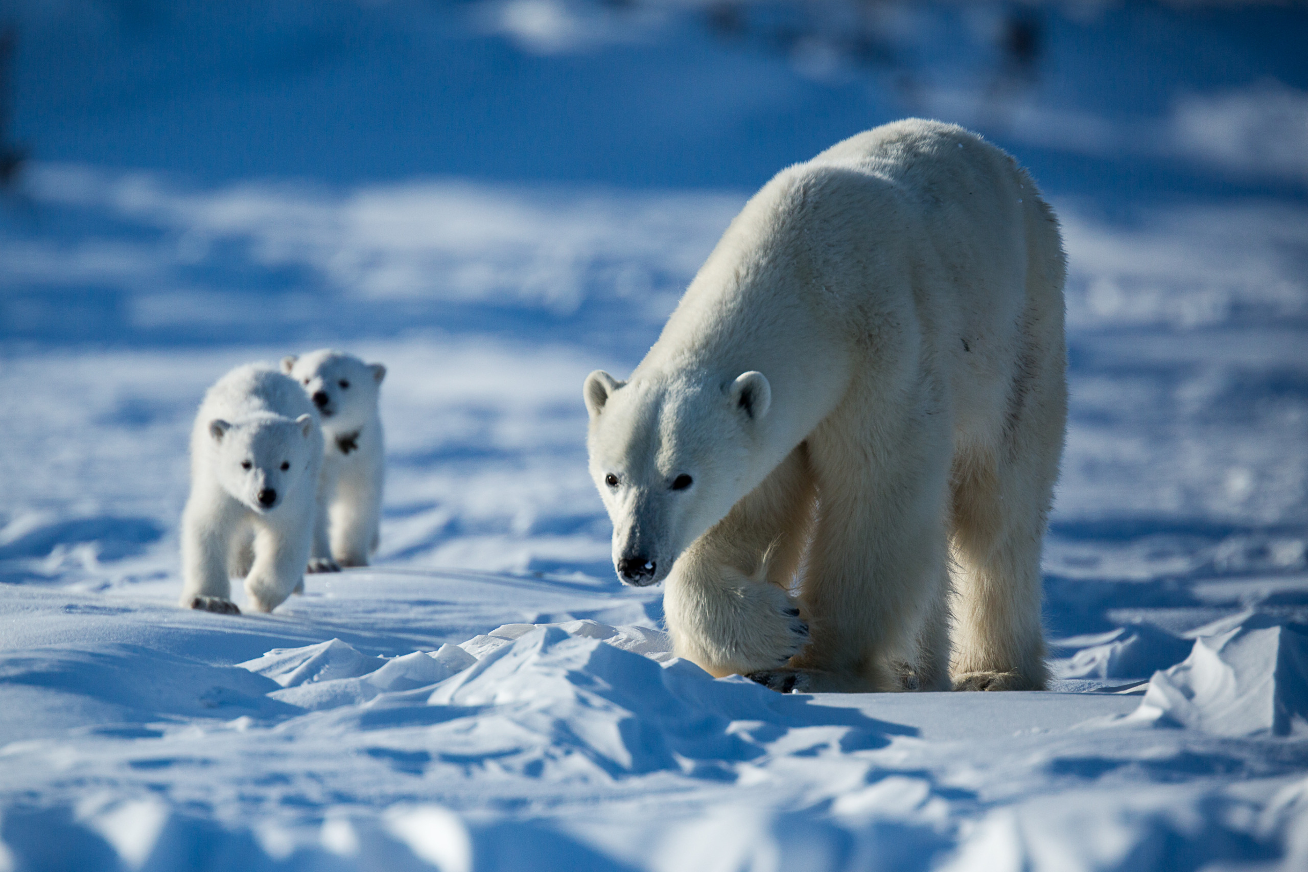 A polar bear strides across a snowy Canadian landscape, trailed by two cubs. The scene is set against a backdrop of blue-tinged snow, capturing the cold and serene Arctic environment.