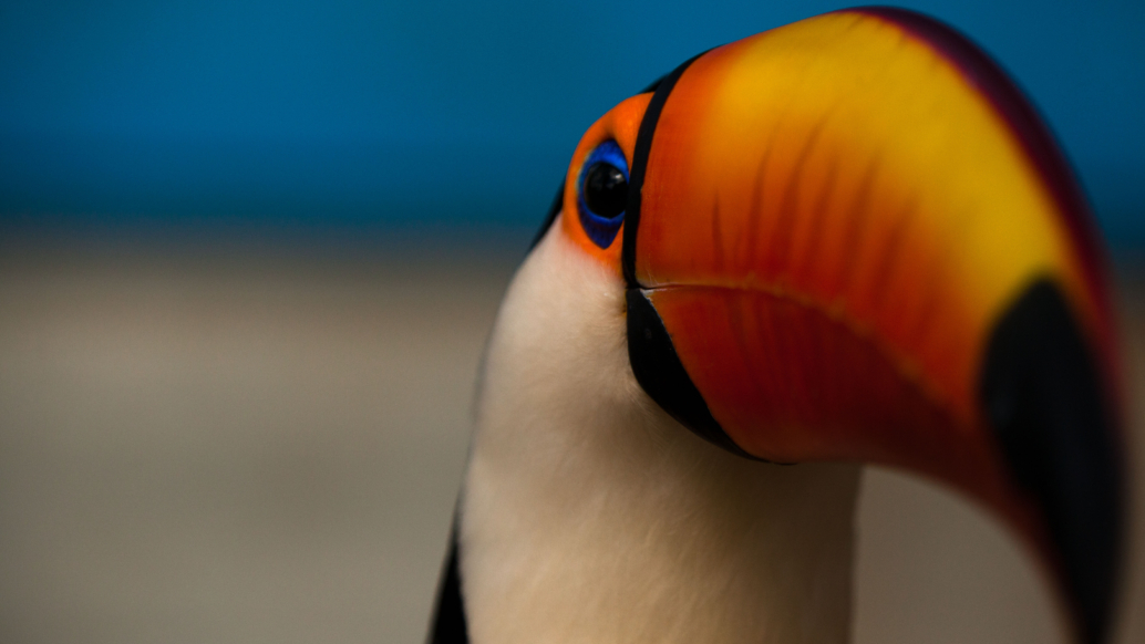 Close-up photo of a toucan's head, showcasing its vivid orange and yellow beak, blue eye, and black and white plumage. The blurred shades of blue in the background emphasize the bird's striking colors, reflecting the vibrant beauty of Brazil's tropical habitats.