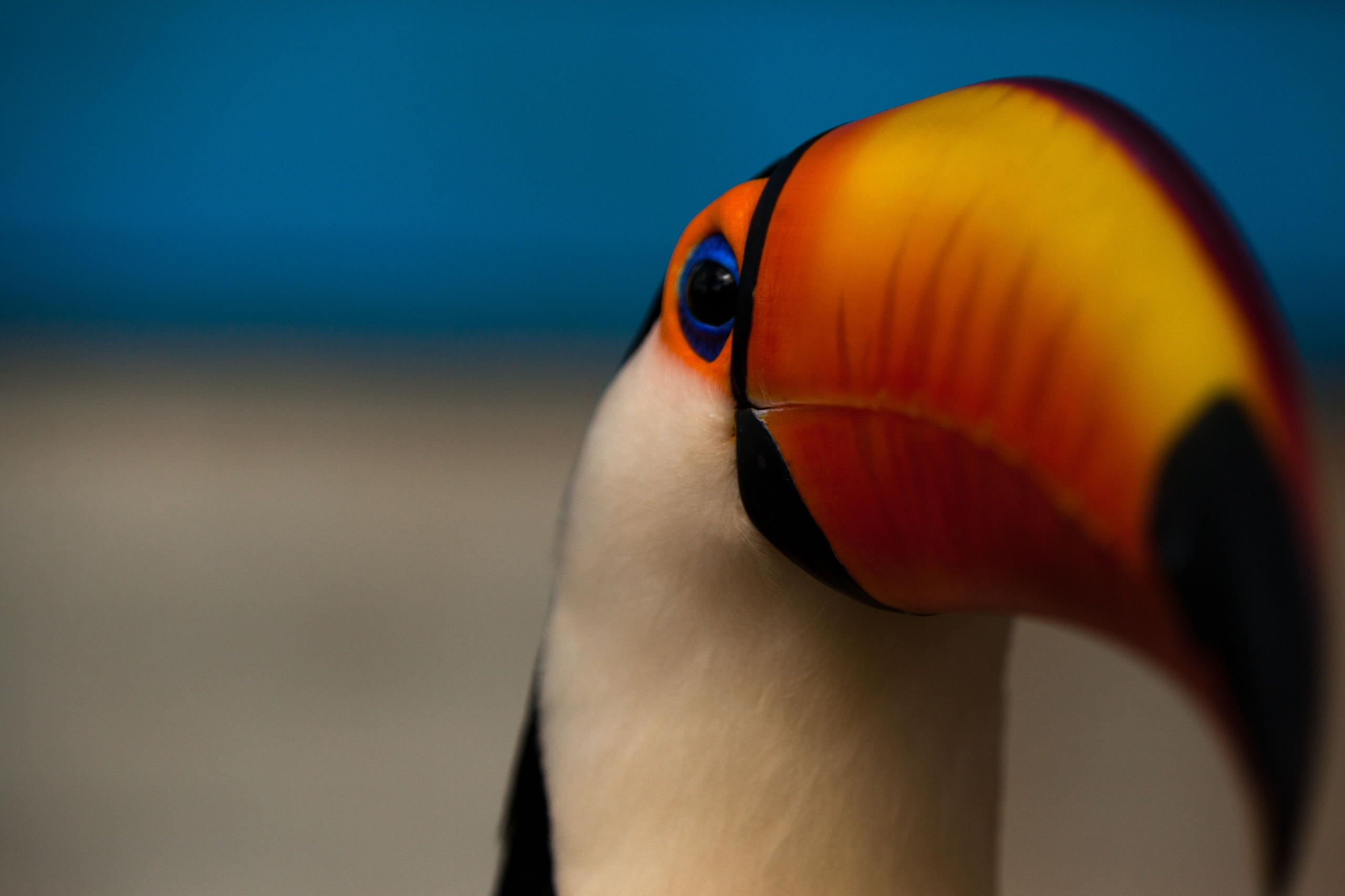 Close-up photo of a toucan's head, showcasing its vivid orange and yellow beak, blue eye, and black and white plumage. The blurred shades of blue in the background emphasize the bird's striking colors, reflecting the vibrant beauty of Brazil's tropical habitats.