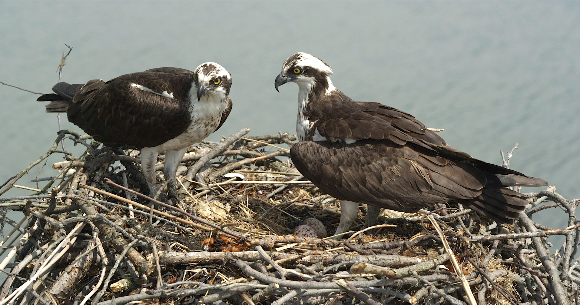 Two ospreys stand on a large animal home made of twigs and sticks by the water. The nest cradles two small eggs. The birds, with white and brown feathers and curved beaks, gaze intently at the camera.