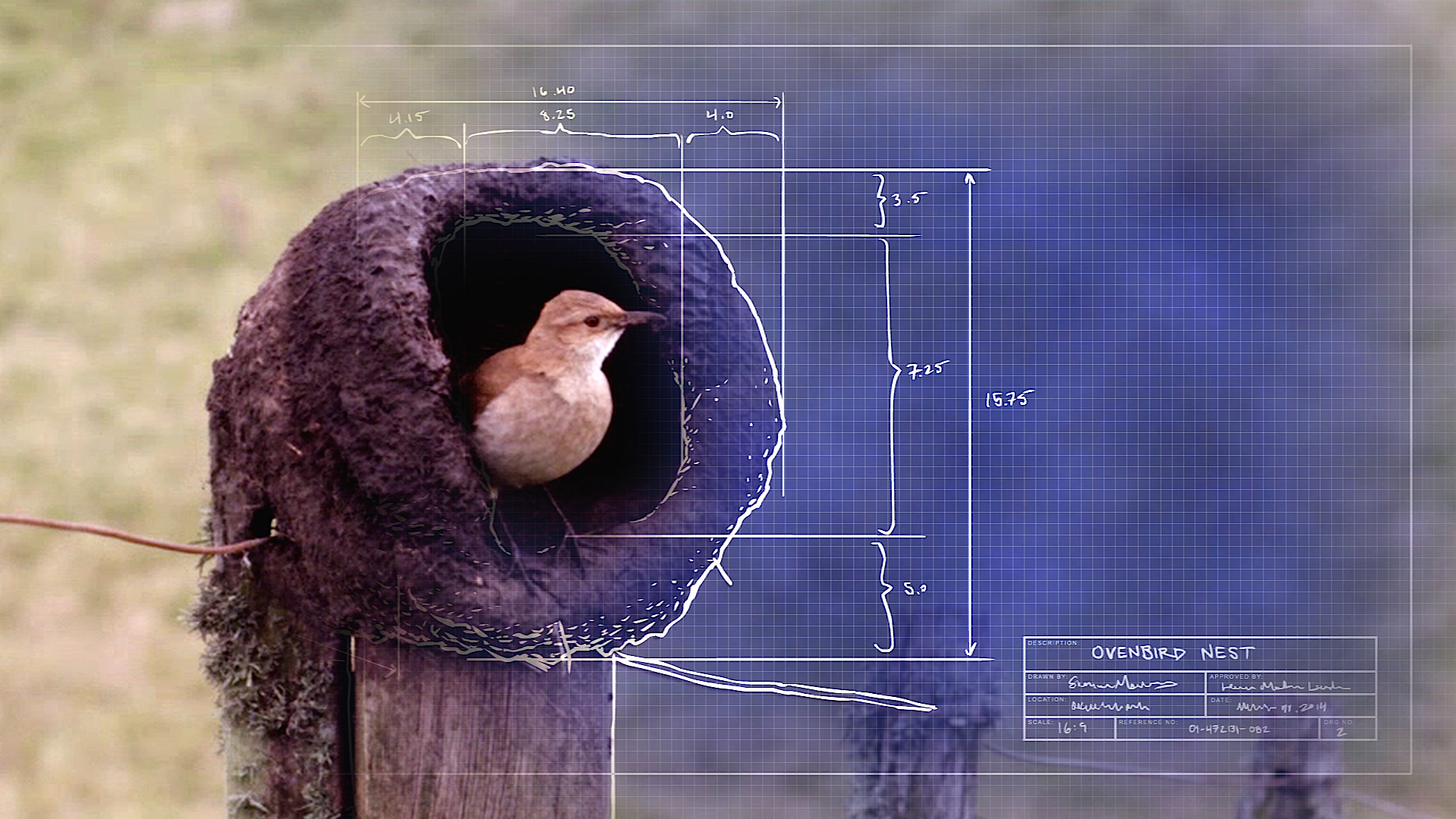 A small bird perches in a round, mud nest on a wooden post, its cozy animal home surrounded by blueprint-style measurements and diagrams of the nest’s dimensions. The setting is framed by lush, grassy background.