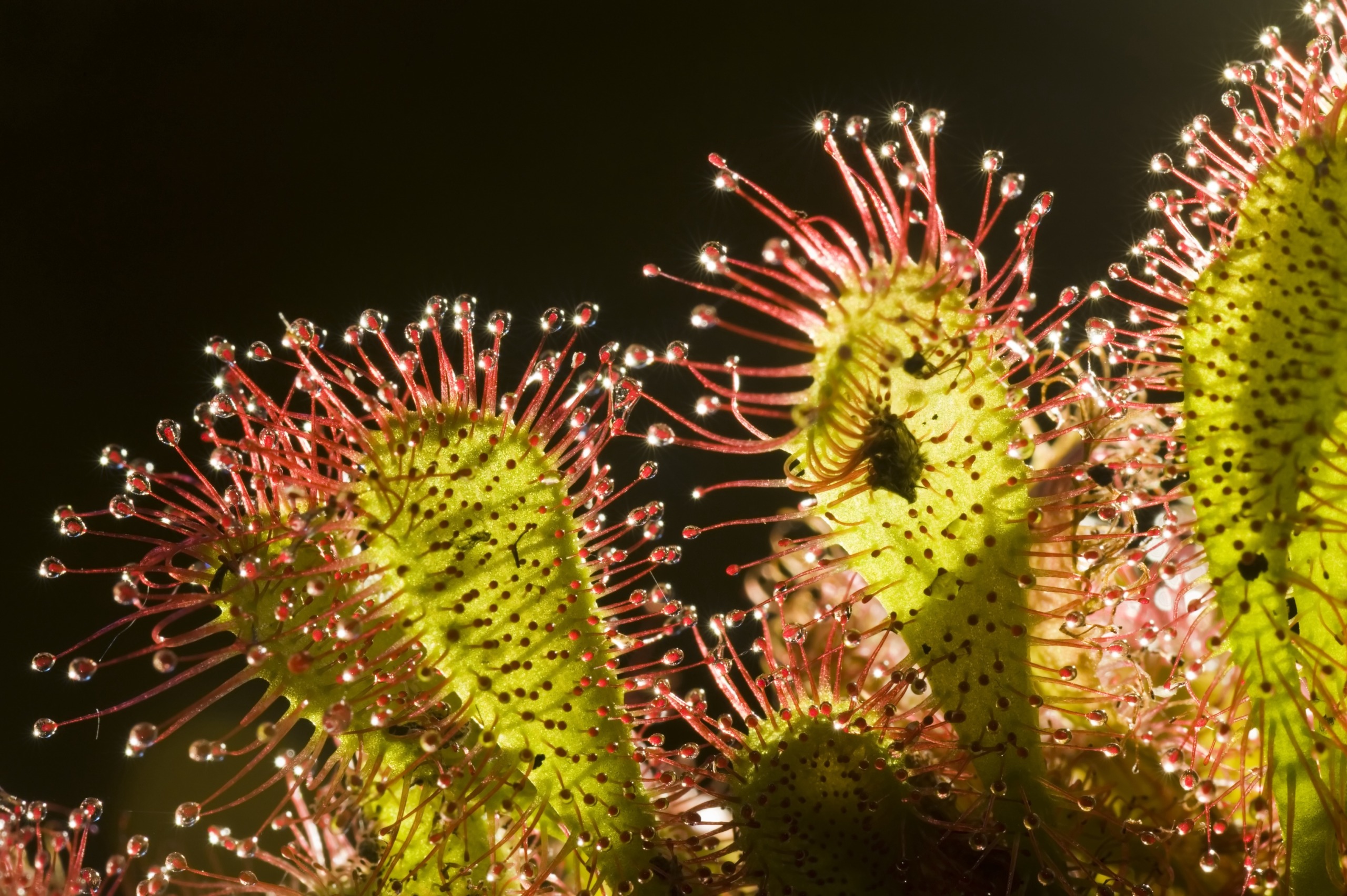 A captivating close-up of a sundew plant, with its vivid green leaves adorned in red-tipped, hair-like structures. The sticky droplets at the tips glisten in the light, capturing a small insect, while the dark background contrasts beautifully with the plant's vibrant colors.