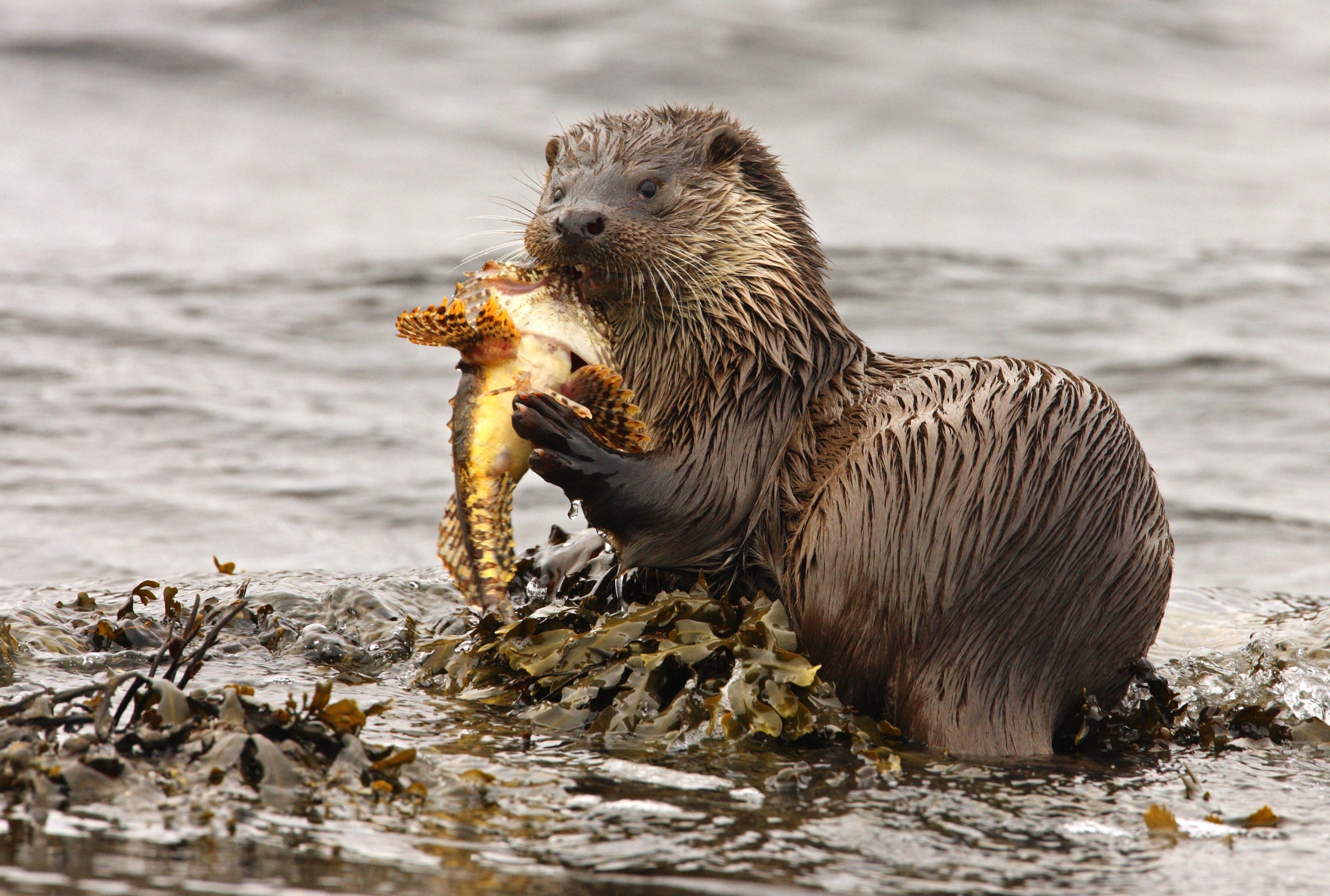 A wet otter stands in the shallow waters of Cornwall, surrounded by seaweed and holding a fish in its mouth. Its fur is sleek and damp, against the blurred surface of the water.