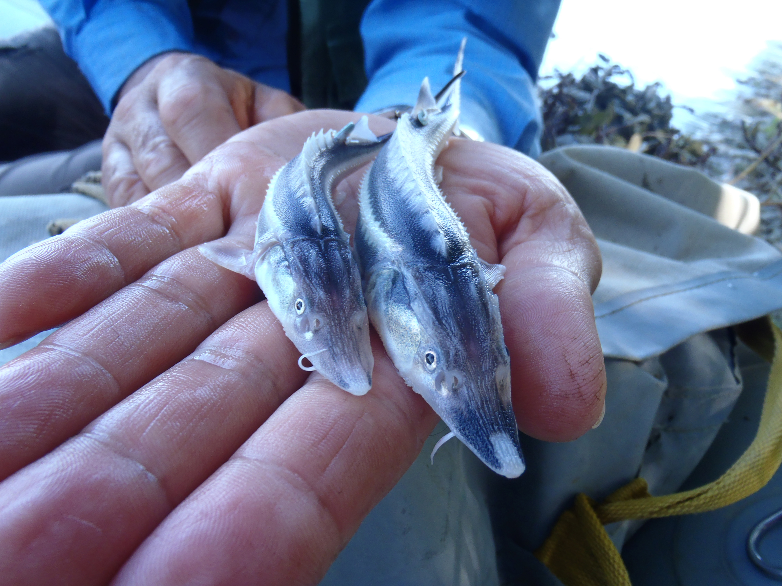 Two baby beluga sturgeons rest in the palm of a person's hand. The fish are small and gray, showcasing distinctive ridges along their bodies. The person wears a blue shirt, and blurred outdoor scenery is visible in the background.