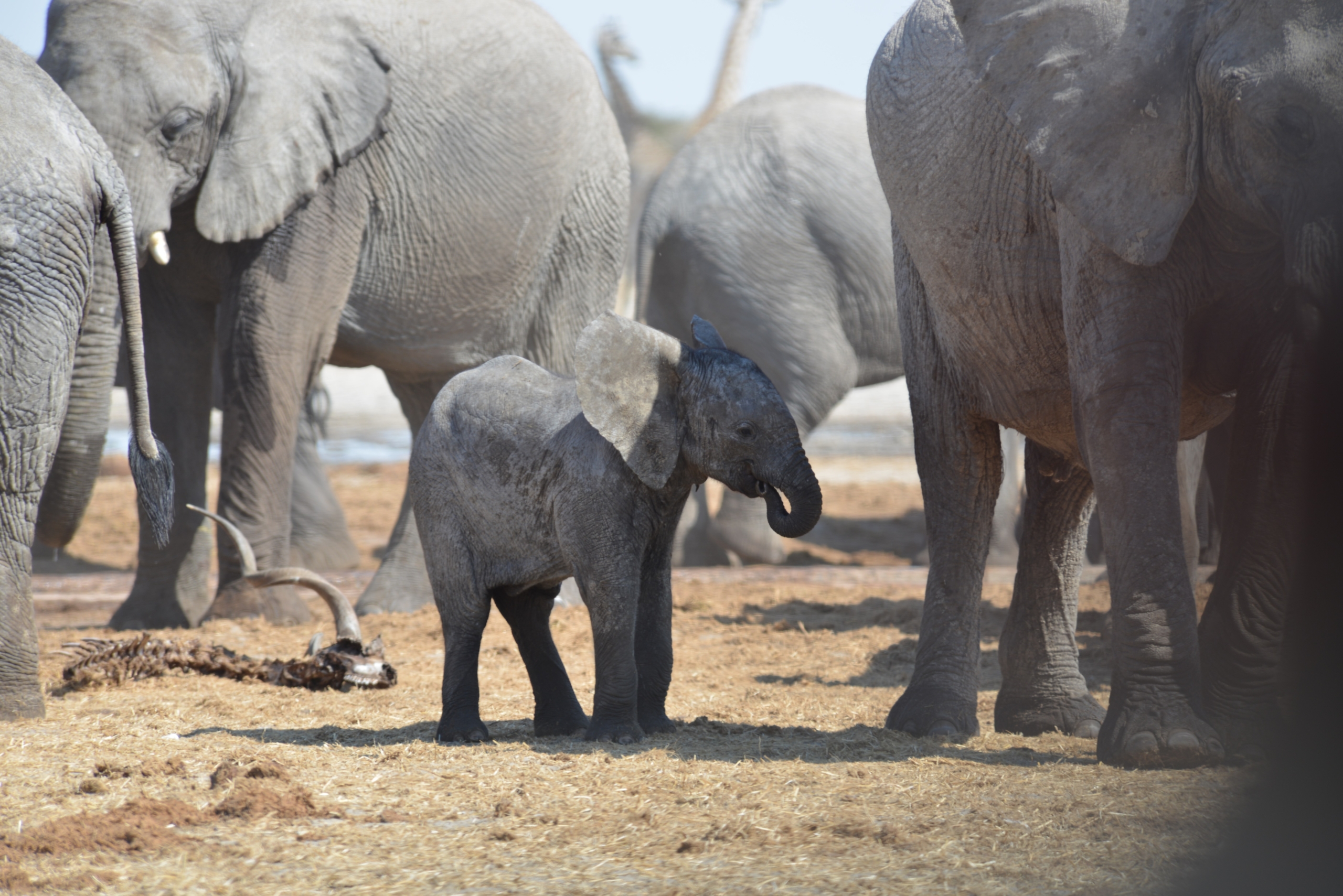 A baby elephant stays close to the adult elephants in a dry, open area. The curious calf appears to be exploring its surroundings, accompanied by its larger companions, with dry grass and bare trees dotting the landscape.