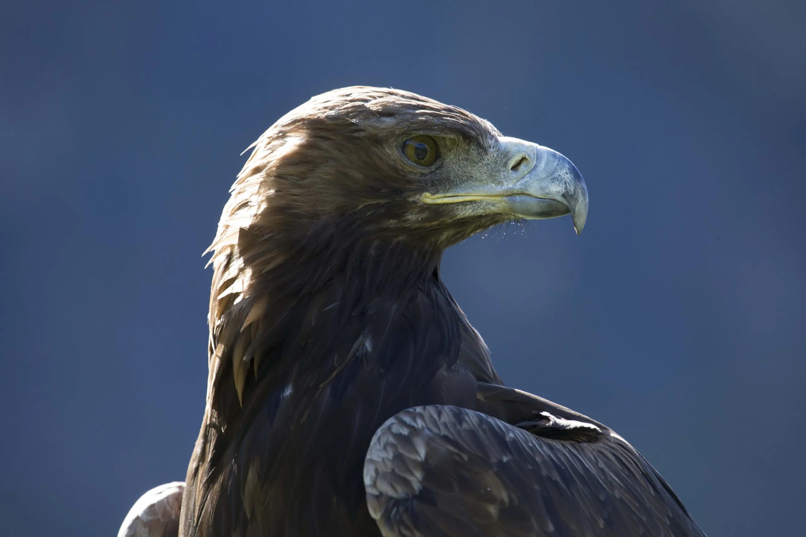 A close-up of a majestic golden eagle with a sharp, hooked beak and piercing eyes, set against a blurred blue-gray background. The eagle's dark feathers are highlighted by sunlight.