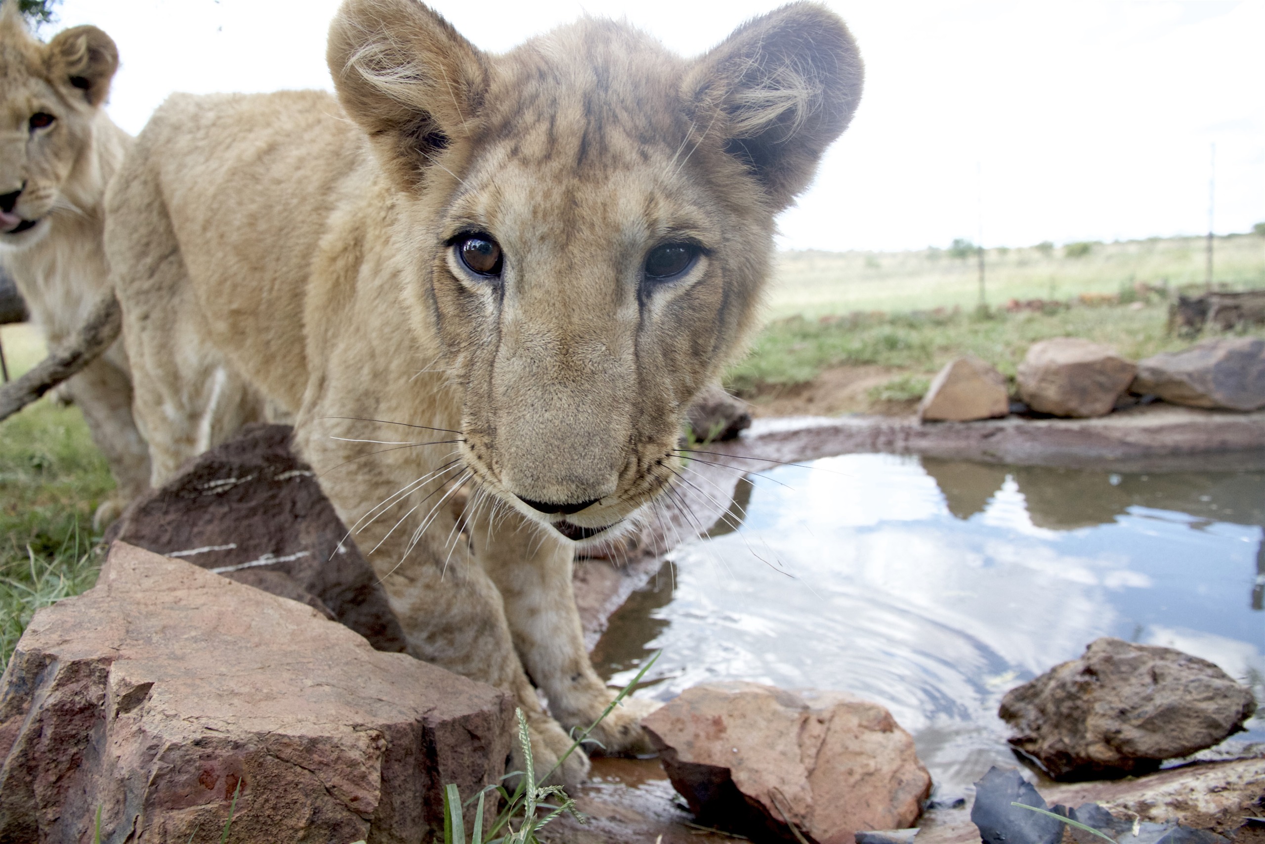 A young lion cub curiously looks at the camera near a small watering hole, with rocks surrounding the pool of water and grassy plains in the background. Another lion is partly visible on the left.