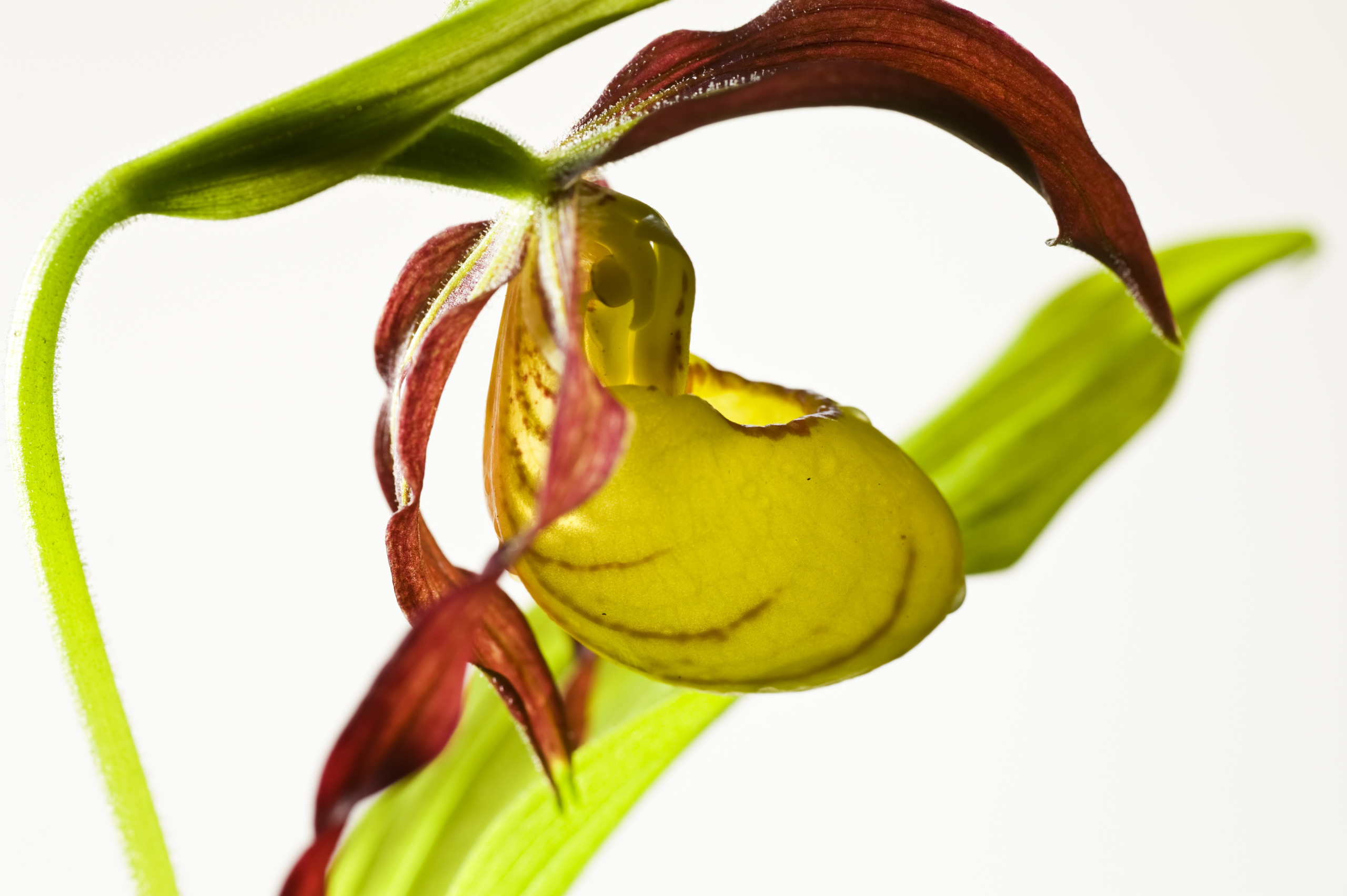 Close-up of a lady's slipper orchid, showcasing its vibrant yellow slipper-shaped petal and maroon, curved petals atop. This stunning plant's delicate structure is highlighted against a bright background, with green leaves and stem visible.