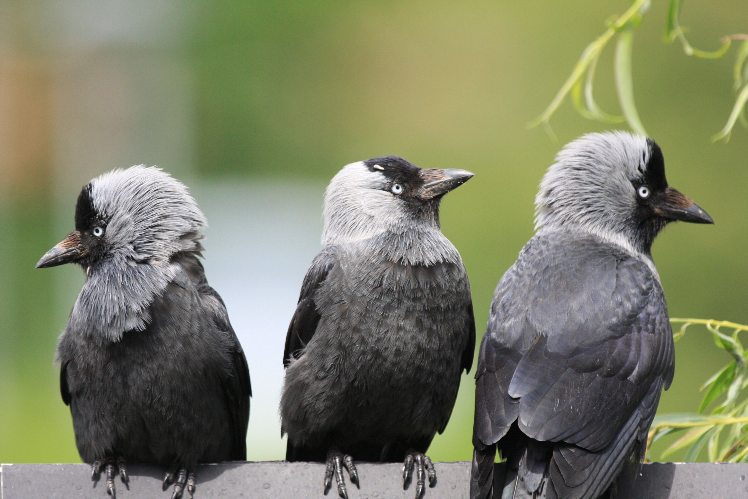 Three birdlike jackdaws perched on a ledge: one looking left, one facing forward, and one looking right. They have dark gray feathers with lighter gray on their heads. Blurred green foliage is in the background.