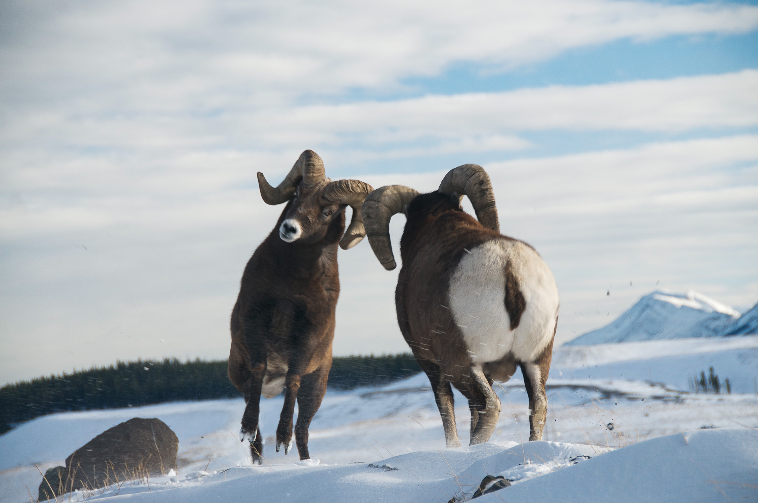 Two bighorn sheep with large curved horns stand on a snowy Canadian landscape. The sky is overcast, and distant mountains are visible in the background. One sheep faces forward while the other looks away.