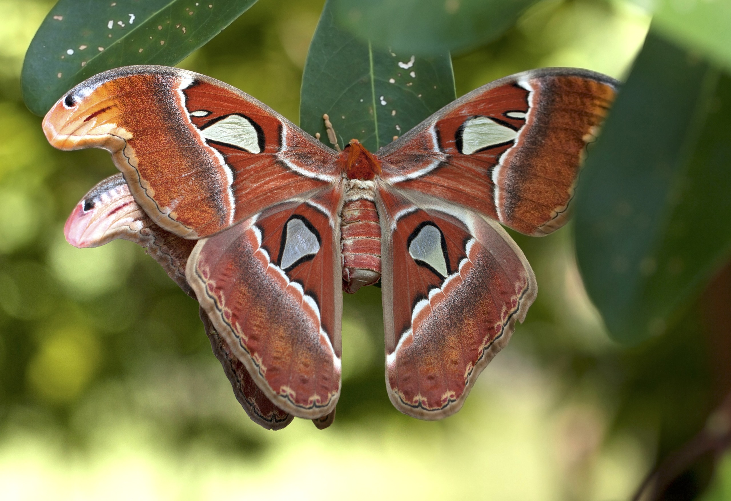 A close-up of a large Atlas moth resting among lush green leaves captures a moment frozen in time. The moth, with its vibrant brown, orange, and white patterns, resembles the mystique of distant islands as its impressive size dominates the surrounding foliage.