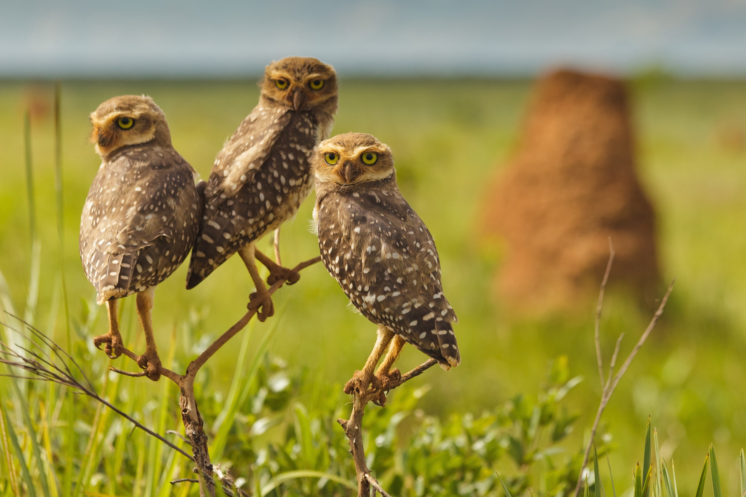 Three burrowing owls, native to Brazil, perch closely together on thin branches against a blurred grassy background. They have speckled feathers and intense yellow eyes, with a termite mound visible in the distance.