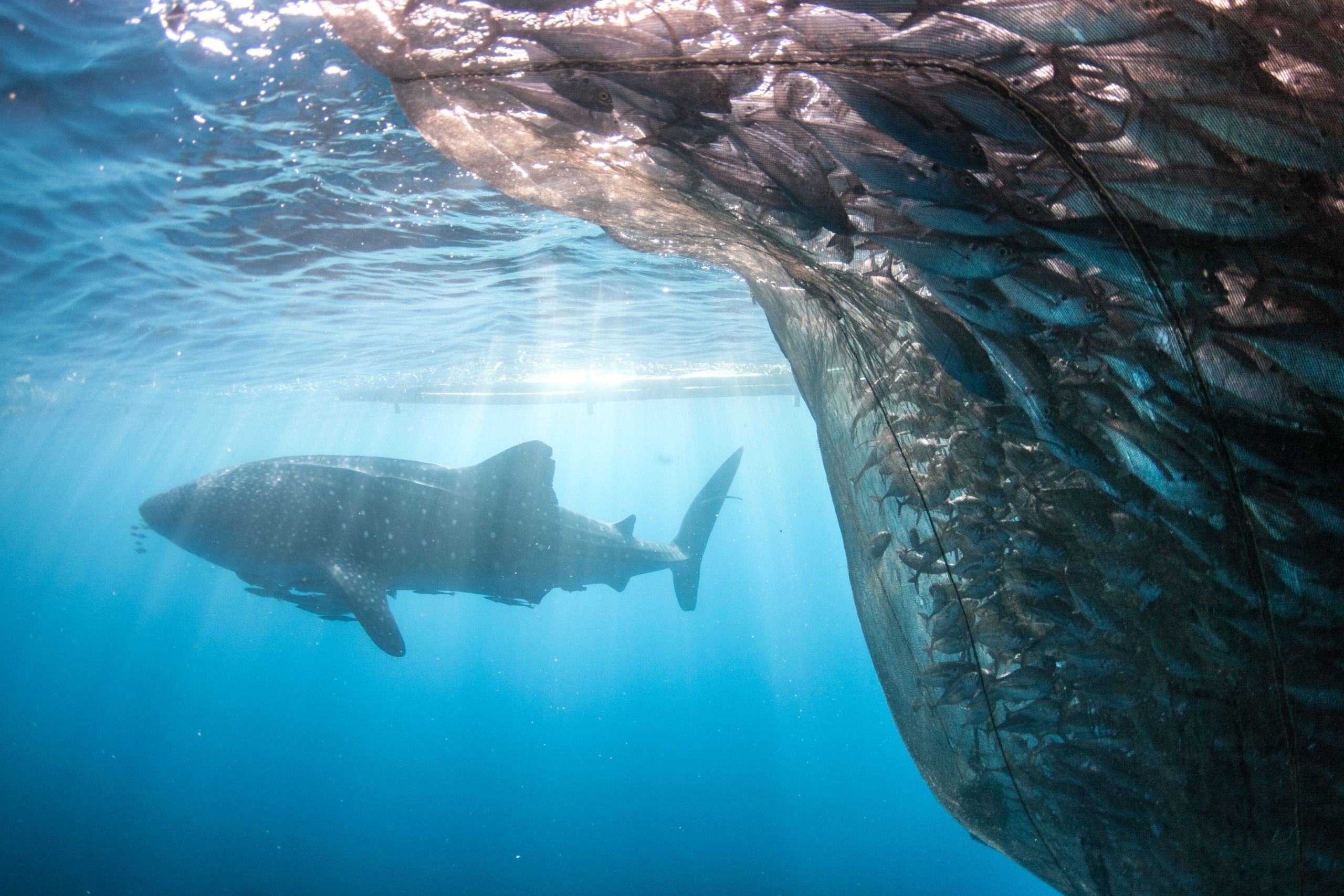 A large whale shark glides near a massive fishing net filled with fish. Sunlight filters through the clear blue water, casting timeless rays around the peaceful scene, reminiscent of idyllic islands in paradise.