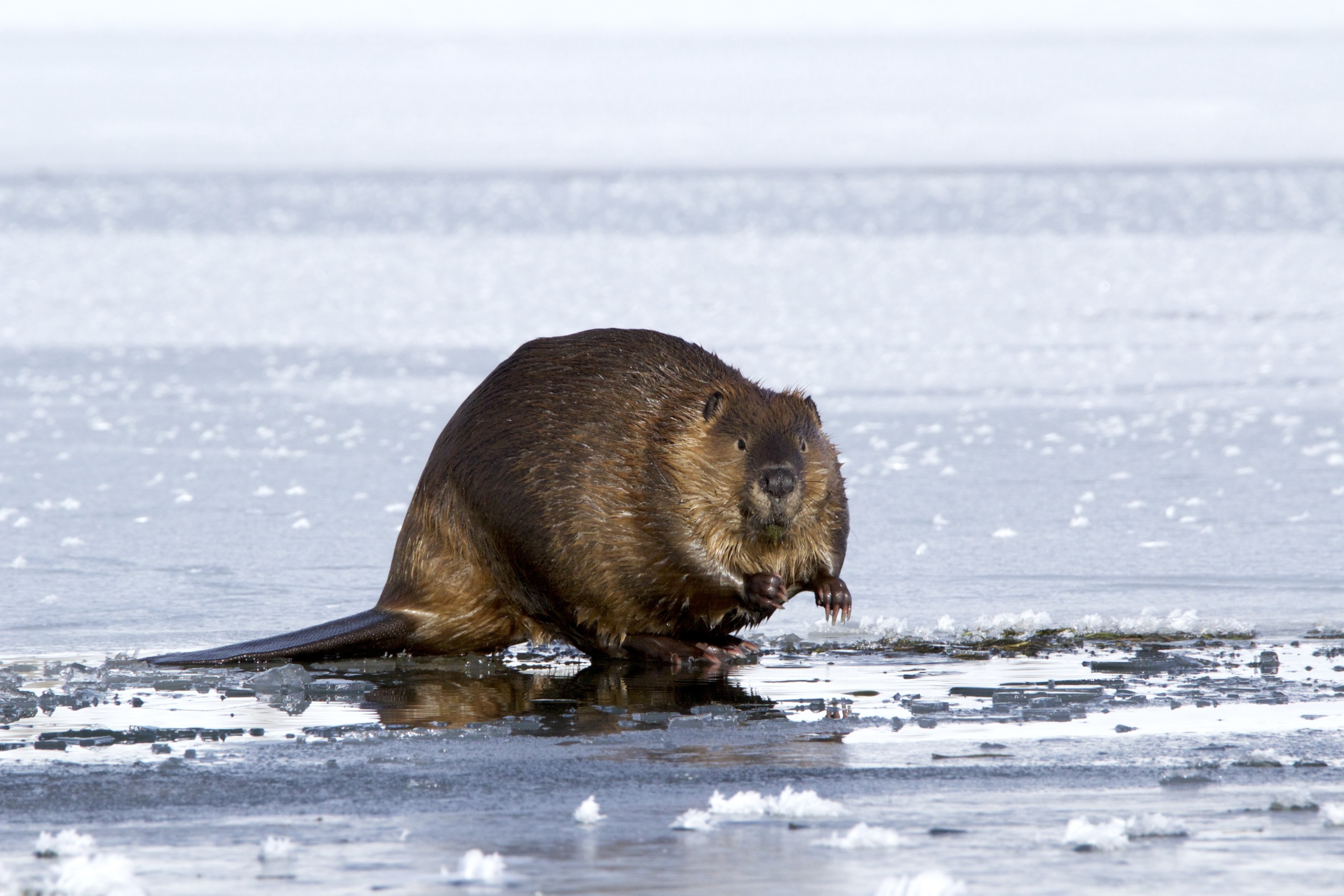 A beaver stands on a patch of ice near a body of water, its brown fur contrasting with the white icy surface. The surroundings, resembling animal homes in winter, are covered in snow, with blurred ice and water in the background under a cloudy sky.