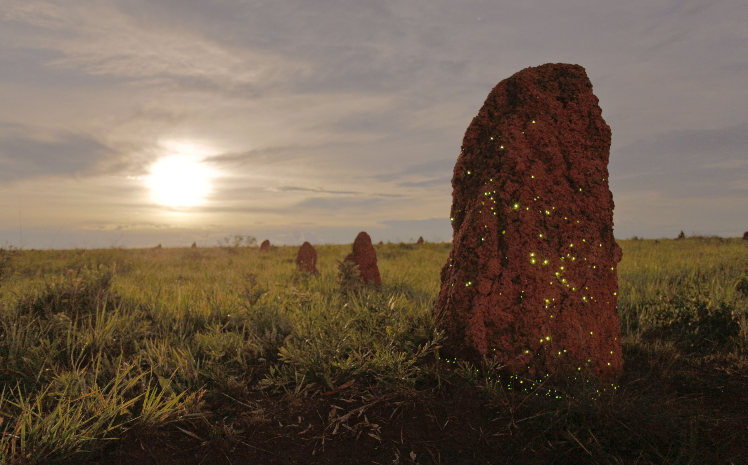 The image captures a scenic view of a grassy Brazilian field at sunset, featuring a large, red termite mound on the right. The mound is illuminated by numerous small, glowing fireflies, creating a magical effect.