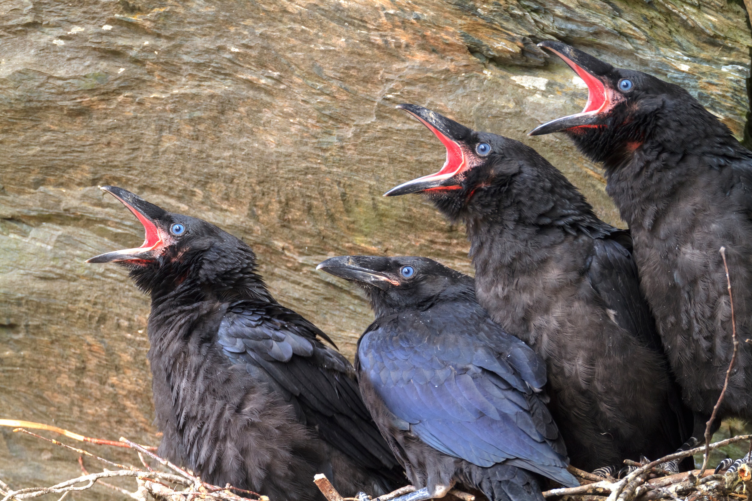 Four crows with open beaks are perched on a rocky ledge, looking upwards. Their glossy feathers stand out against the textured stone surface, creating a striking contrast that hints at the hidden nooks and crannies they call their animal homes.