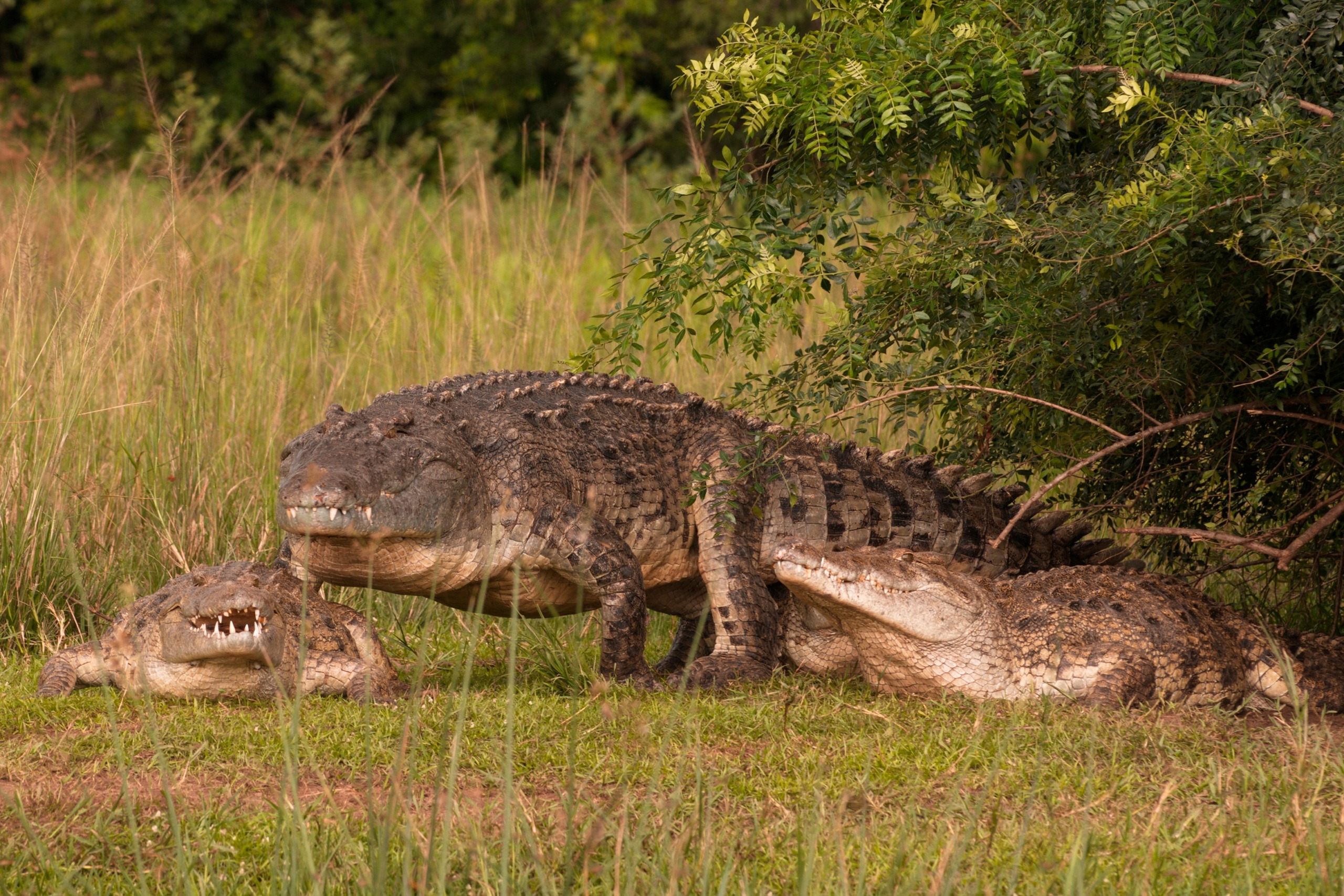 Three large Nile crocodiles rest on the grass in a natural setting. One lies down while the other two are partially hidden by foliage. The scene captures a peaceful interaction among these majestic creatures amidst lush greenery.