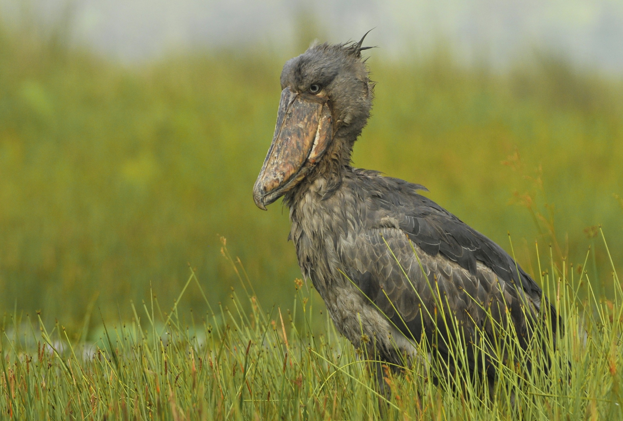 A shoebill stork stands in the tall green grass of the Nile marshes, facing slightly to the left. It has a large, distinctive shoe-shaped bill, shaggy gray feathers, and a watchful, calm demeanor. The blurred green background hints at its lush habitat.