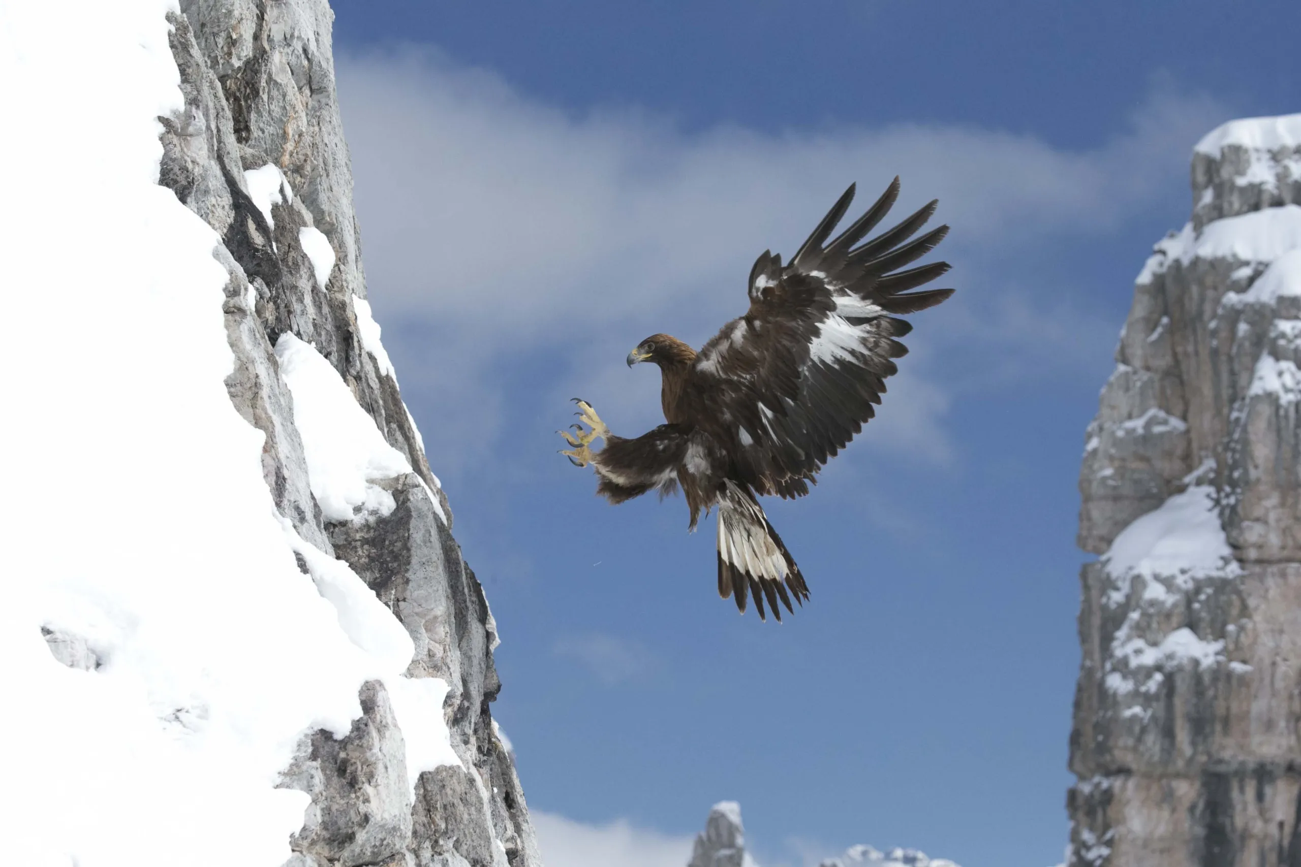 A golden eagle with outstretched wings gracefully approaches a snow-covered rocky cliff. The sky, dotted with a few clouds, adds to the grandeur of the majestic and alpine scene unfolding in the background.