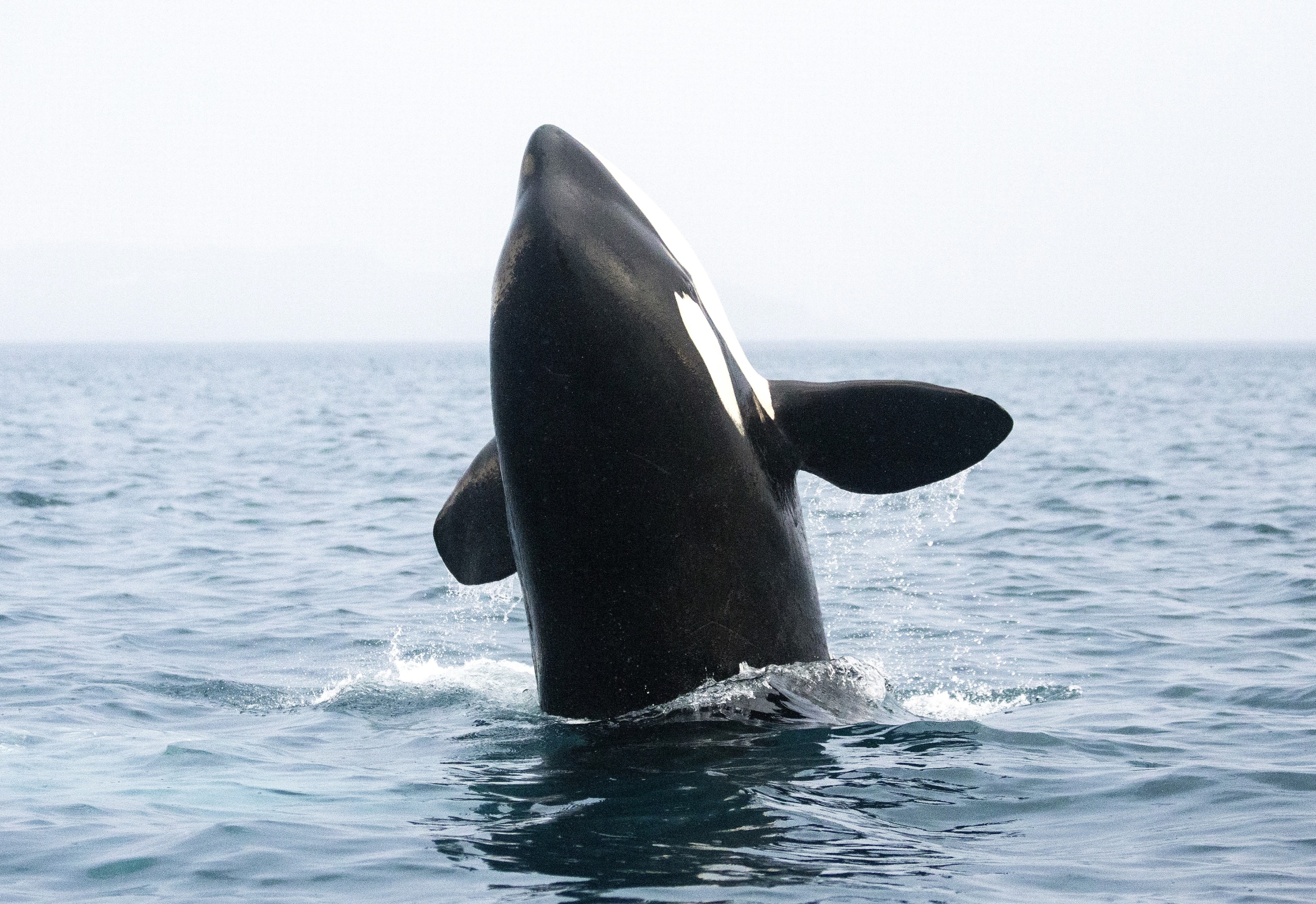 A majestic black-and-white killer whale rises vertically out of the ocean water, its head and part of its body piercing the calm surface. The sky above is overcast, adding a dramatic backdrop to this breathtaking display.