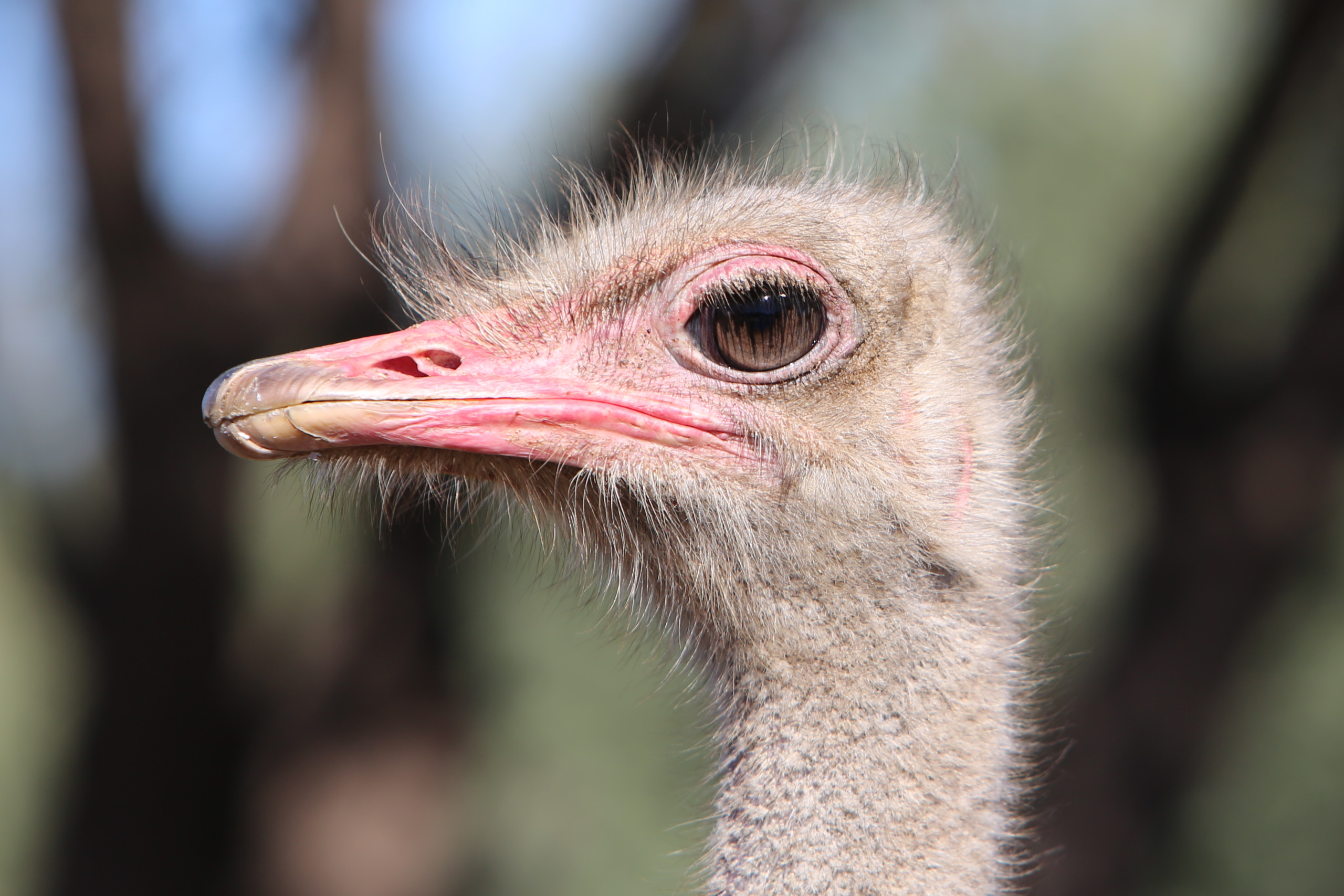 Close-up side profile of an ostrich's head, focusing on its large eye and pink beak. The background is blurred, highlighting the ostrich's fine feathers and distinct features with precision.