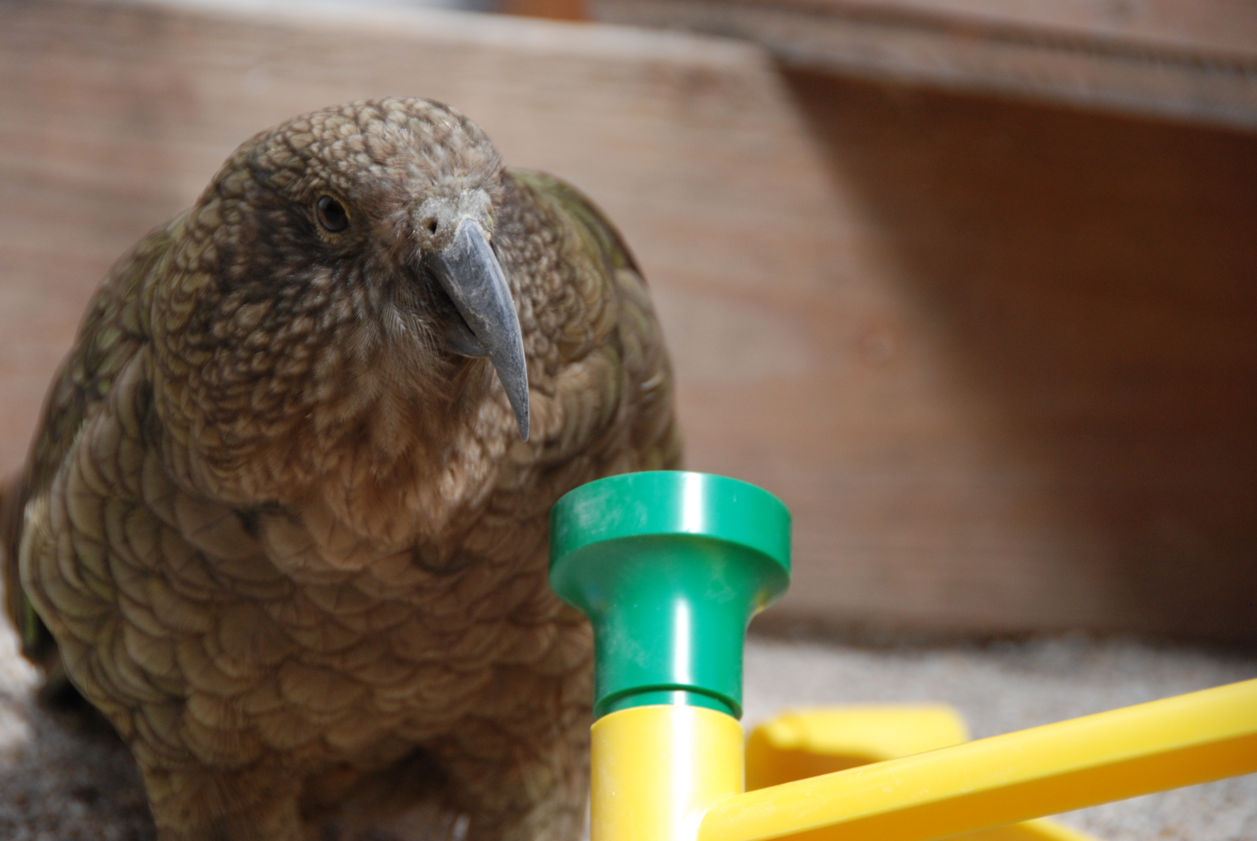 A kea parrot, a curious bird, stands next to a green and yellow object, possibly a toy, on a sandy surface. The background is a wooden structure, and the bird's feathers are in shades of brown and green.