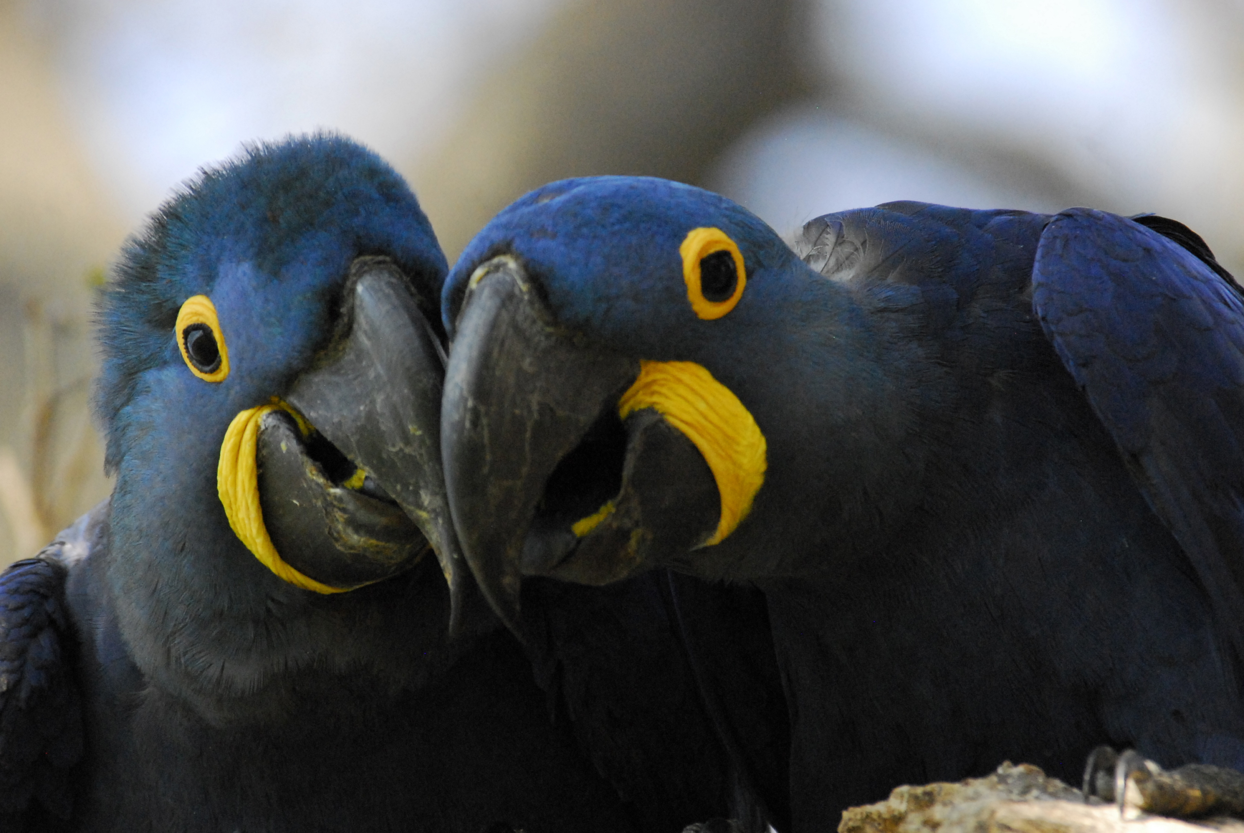 Two vibrant blue parrots with striking yellow circles around their eyes are perched closely together in a Brazilian rainforest. Their large, curved beaks touch as they gaze forward, creating an intimate and serene moment under natural lighting.