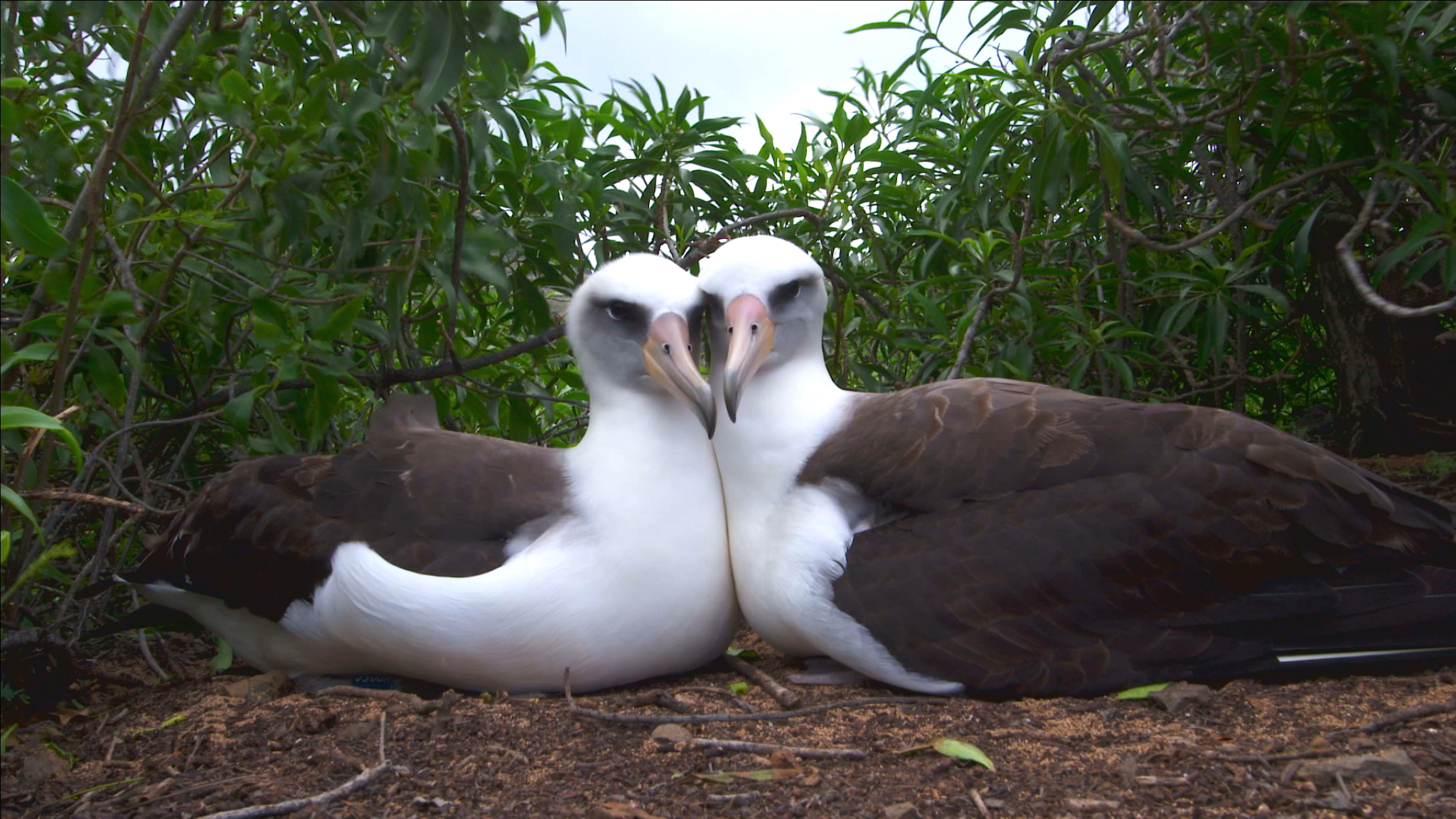 Two albatrosses are sitting close together on the ground surrounded by green foliage. Their backs are dark brown, and their heads and undersides are white. They appear calm, resting comfortably in their natural habitat, a perfect example of animal homes.