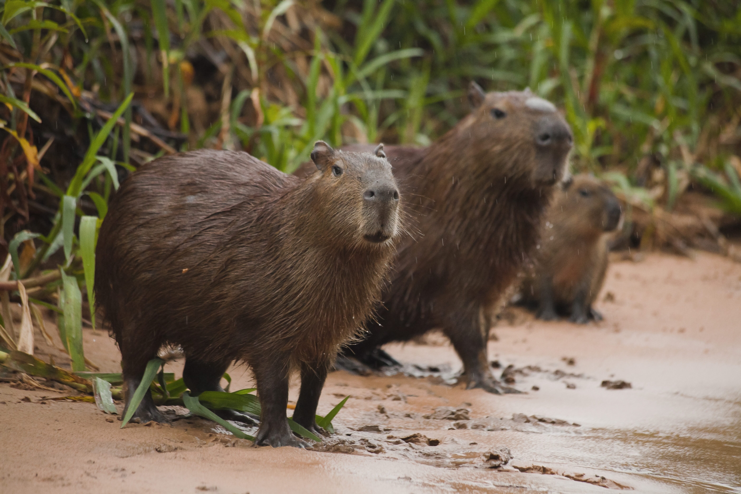 Three capybaras stand on a sandy Brazilian riverbank surrounded by lush green grass. In the foreground, one capybara gazes directly at the camera, while two others are partially visible in the background, facing slightly to the right.