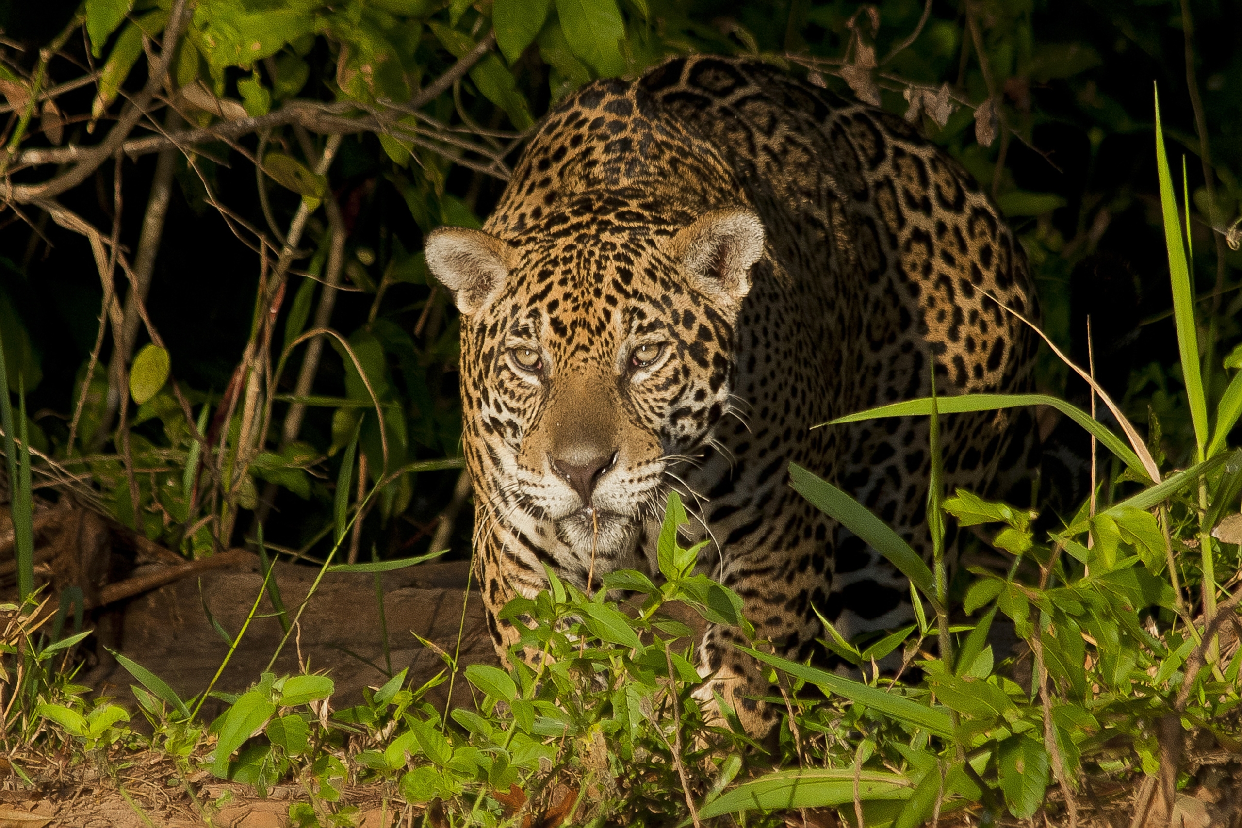 A jaguar with a striking spotted coat emerges from the dense Brazilian foliage, crouched low and partially concealed by greenery. The sunlight highlights its intense gaze and powerful form amidst the lush jungle background.