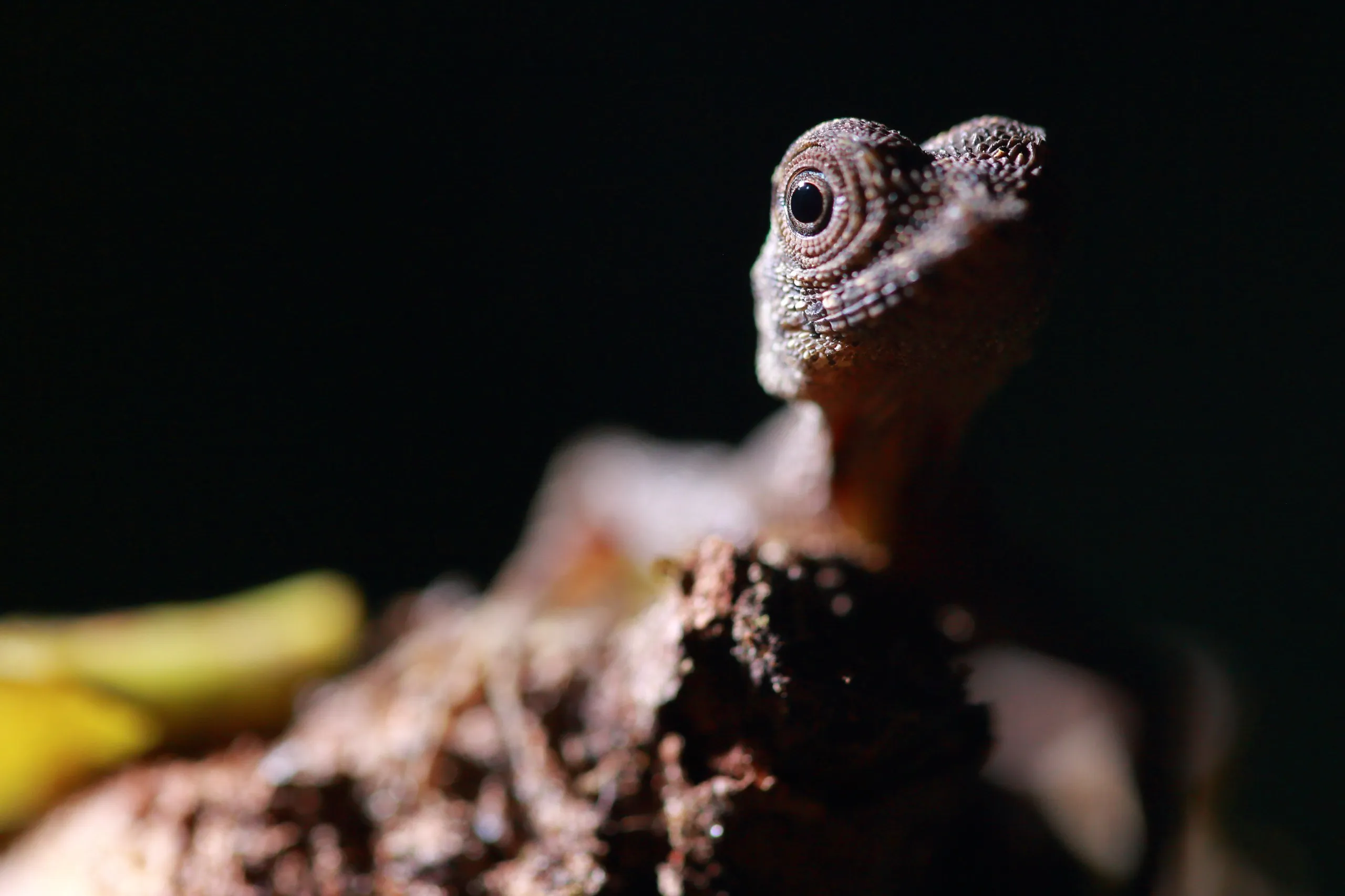 A close-up of a lizard with textured skin, sitting atop a rough, brown surface. The background is dark, evoking the timeless allure of islands as the lizard's eye gazes intently forward.