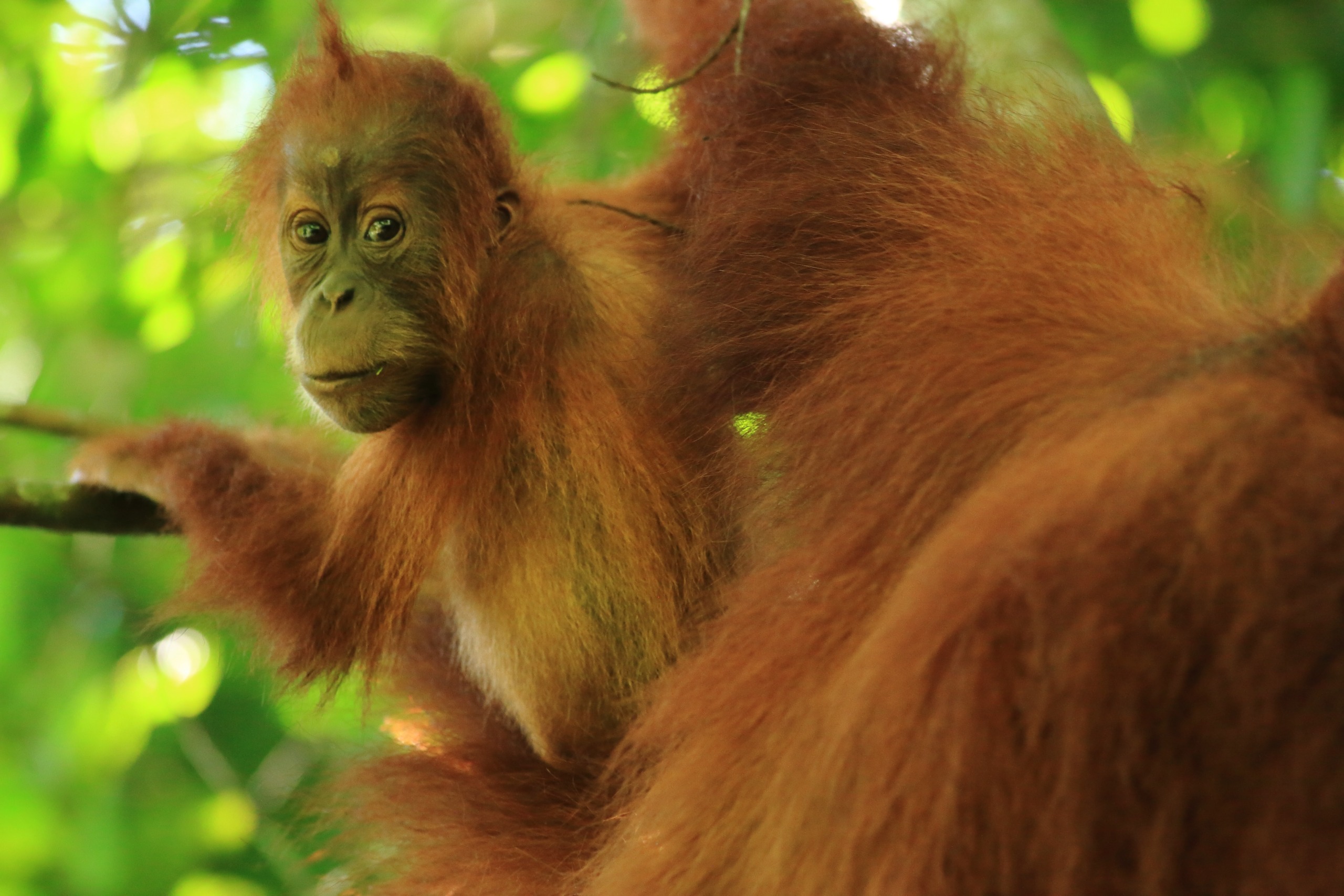 A young orangutan with reddish-brown fur clings to a tree branch on the island, surrounded by lush, green foliage. It gazes curiously, with sunlight filtering through the leaves in the background. Time seems to stand still in this tranquil scene.