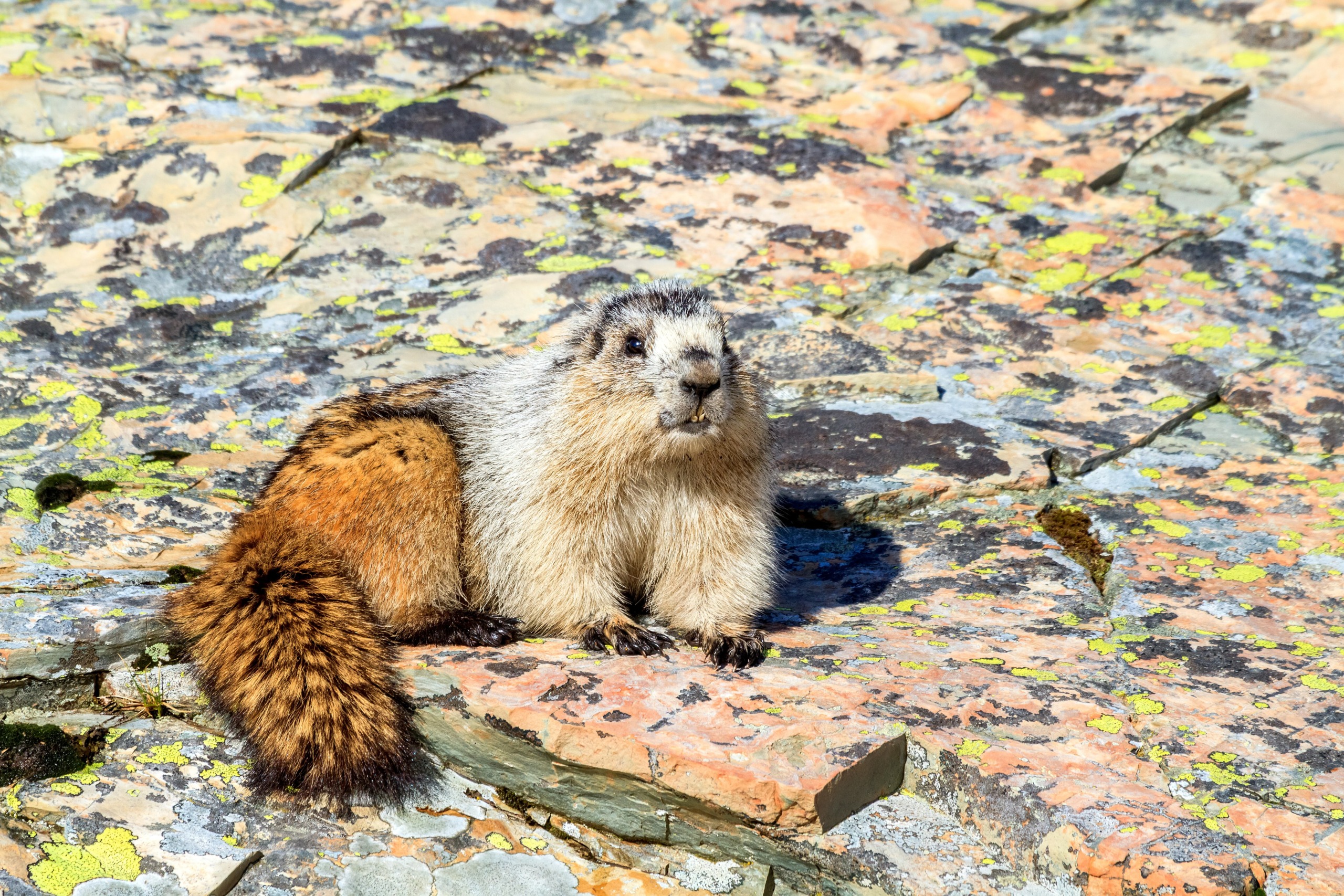 A marmot sits on a rocky surface covered with colorful lichen, ever watchful for the distant silhouette of a golden eagle. Its fur is a mix of brown and gray, with a bushy tail prominently visible against textured rocks in various shades.