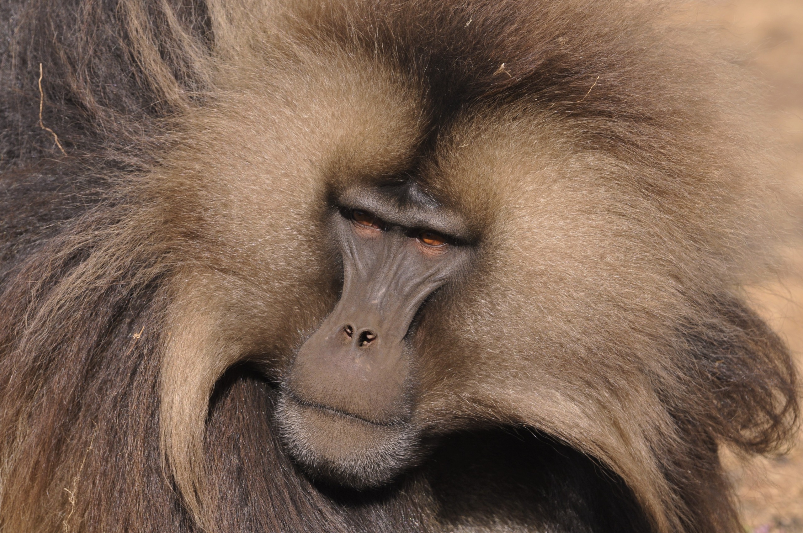 Close-up of a gelada baboon with long, flowing fur resembling the rich hues of the Nile. The baboon's face is expressive, with deep-set eyes and a prominent snout. Its tan and brown fur gives this magnificent creature a truly majestic appearance.